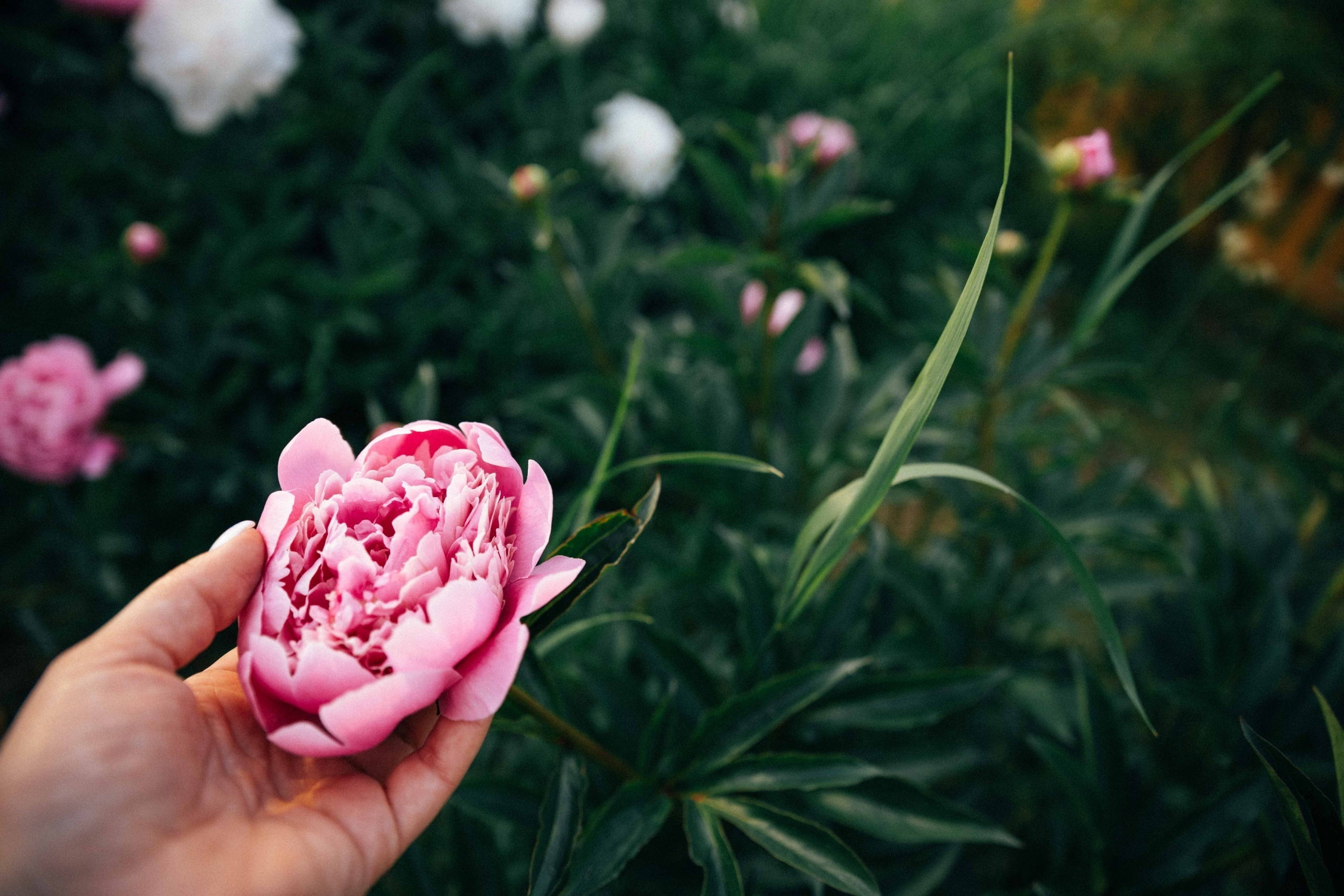 Семейная. Фотограф в Москве Ольга Svog