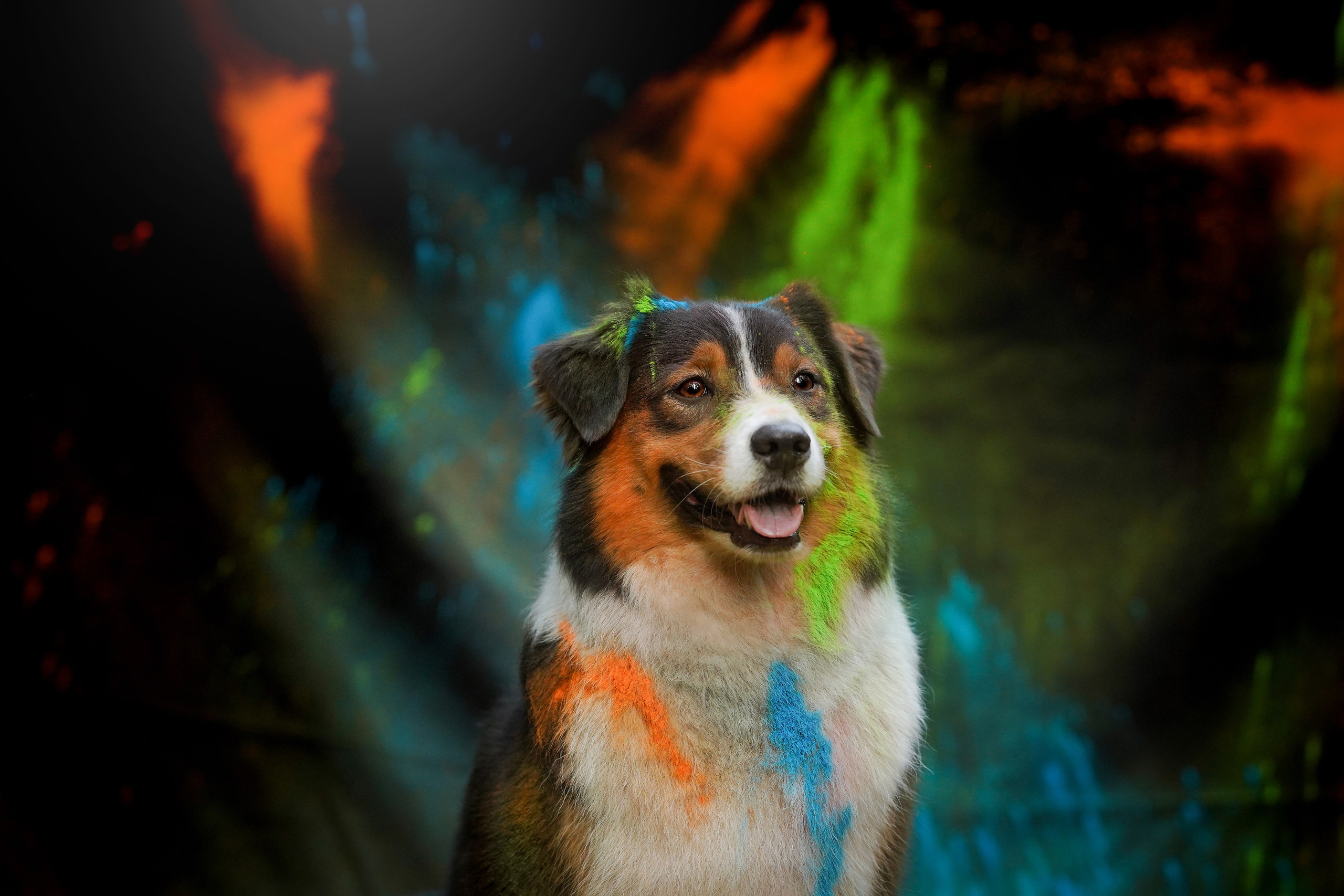 Съемка с красками холли. Фотограф-анималист в Санкт-Петербурге Яна Мартынова