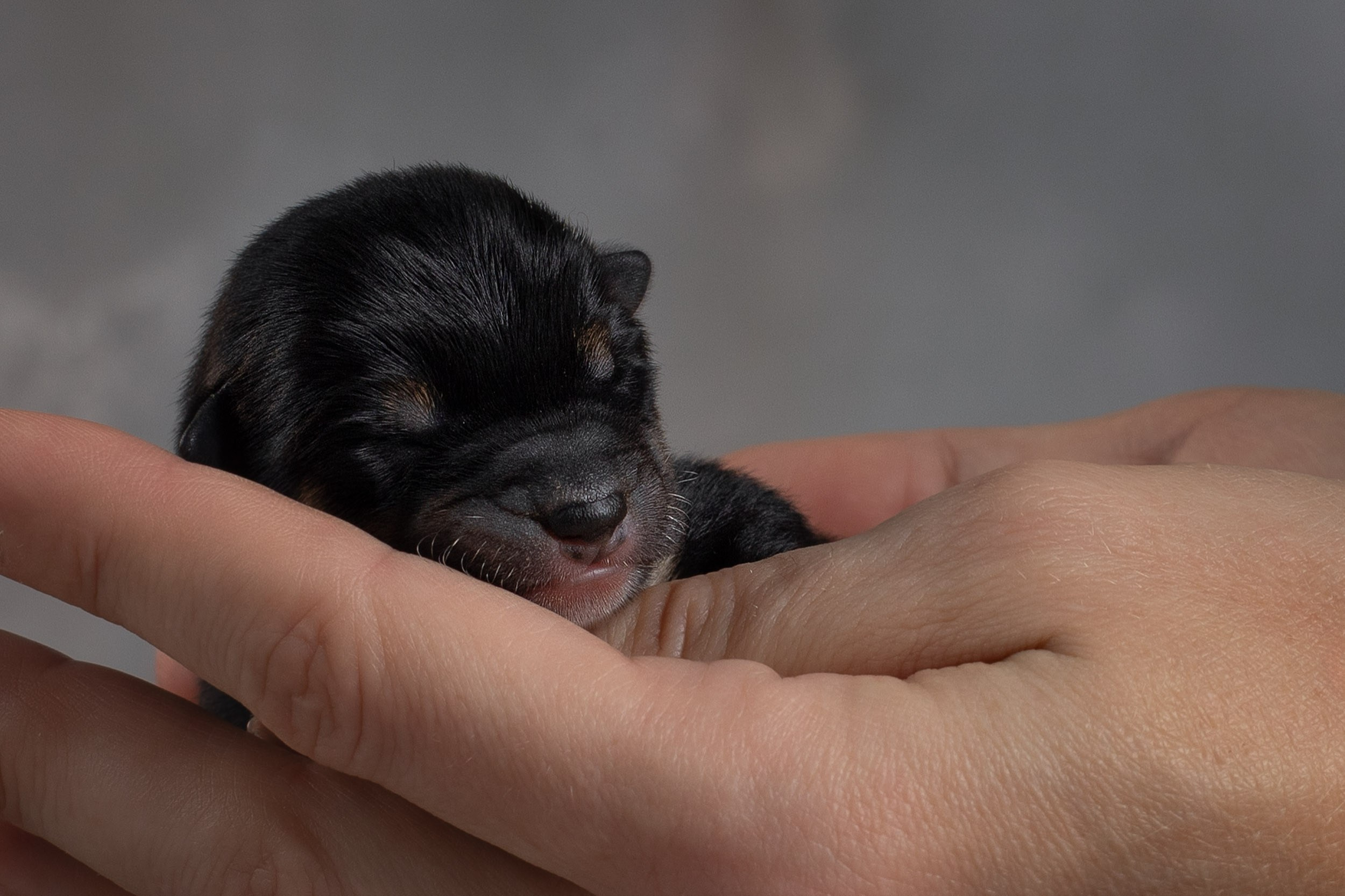 Ньюборн съемка для помета новорожденных щенков мамесиба. Фотограф-анималист в Москве и Московской области Татьяна Фролова