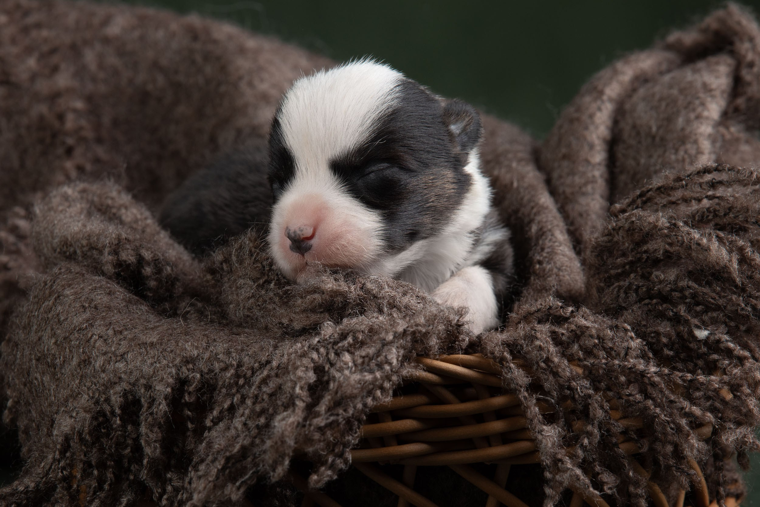Ньюборн фотосъемка для помета вельш корги кардиганов. Фотограф-анималист в Москве и Московской области Татьяна Фролова