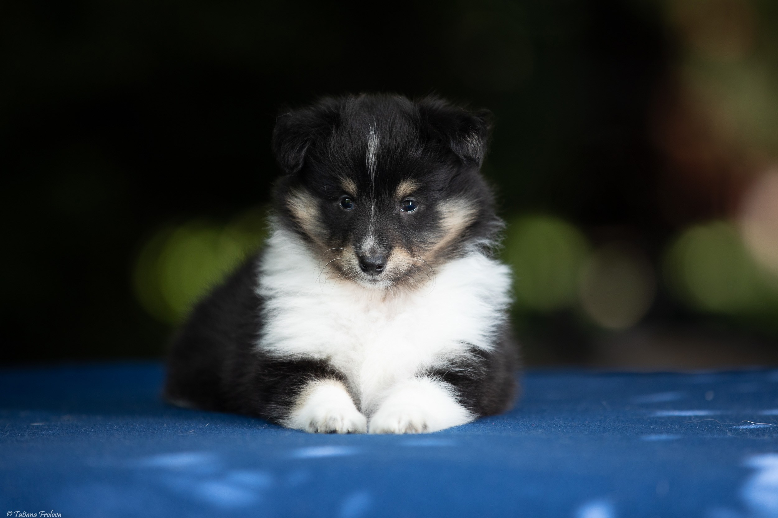 Фото помета щенков для продажи. Фотограф-анималист в Москве и Московской области Татьяна Фролова