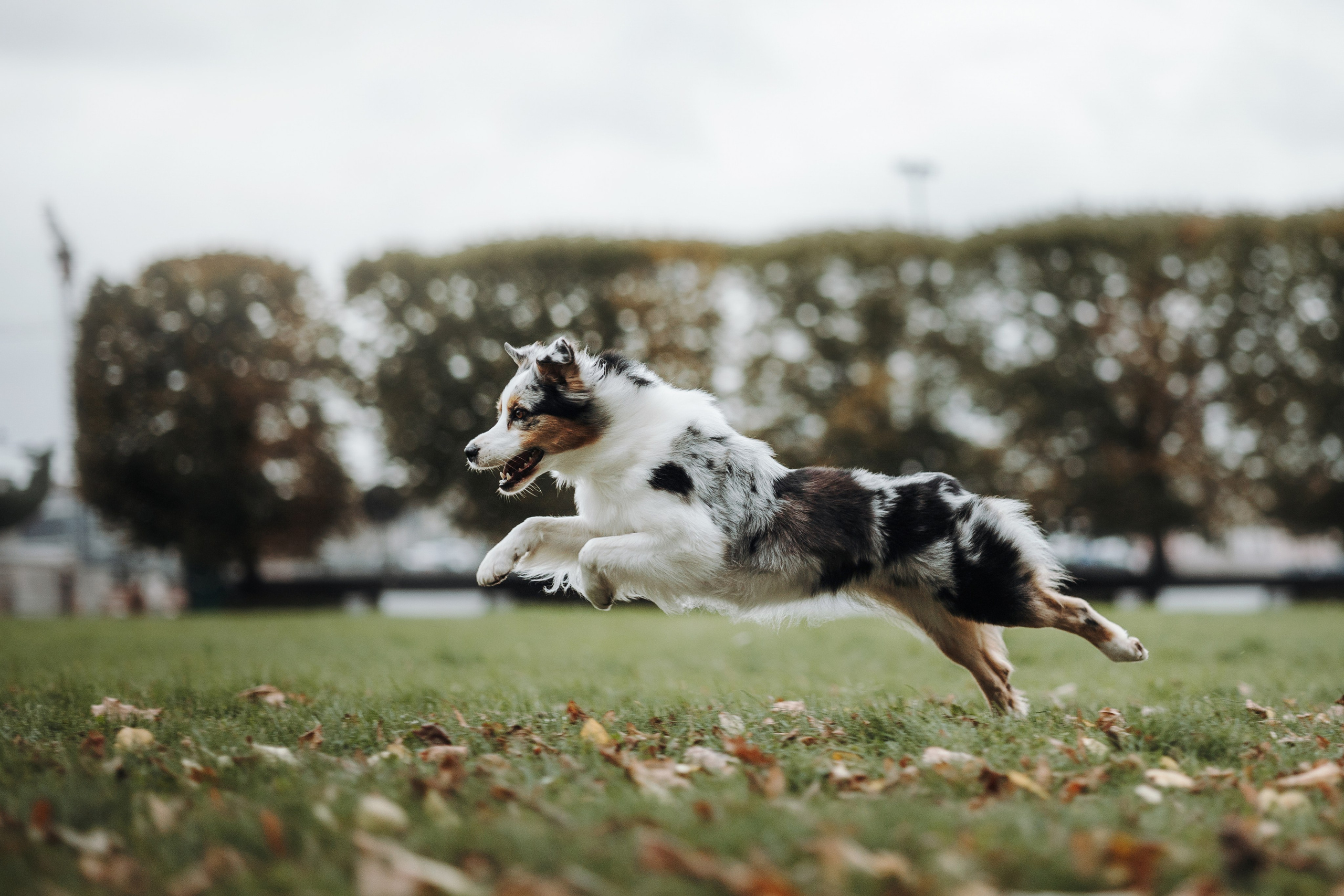 Ирина и Кайса. Фотограф — Анималист | Санкт-Петербург