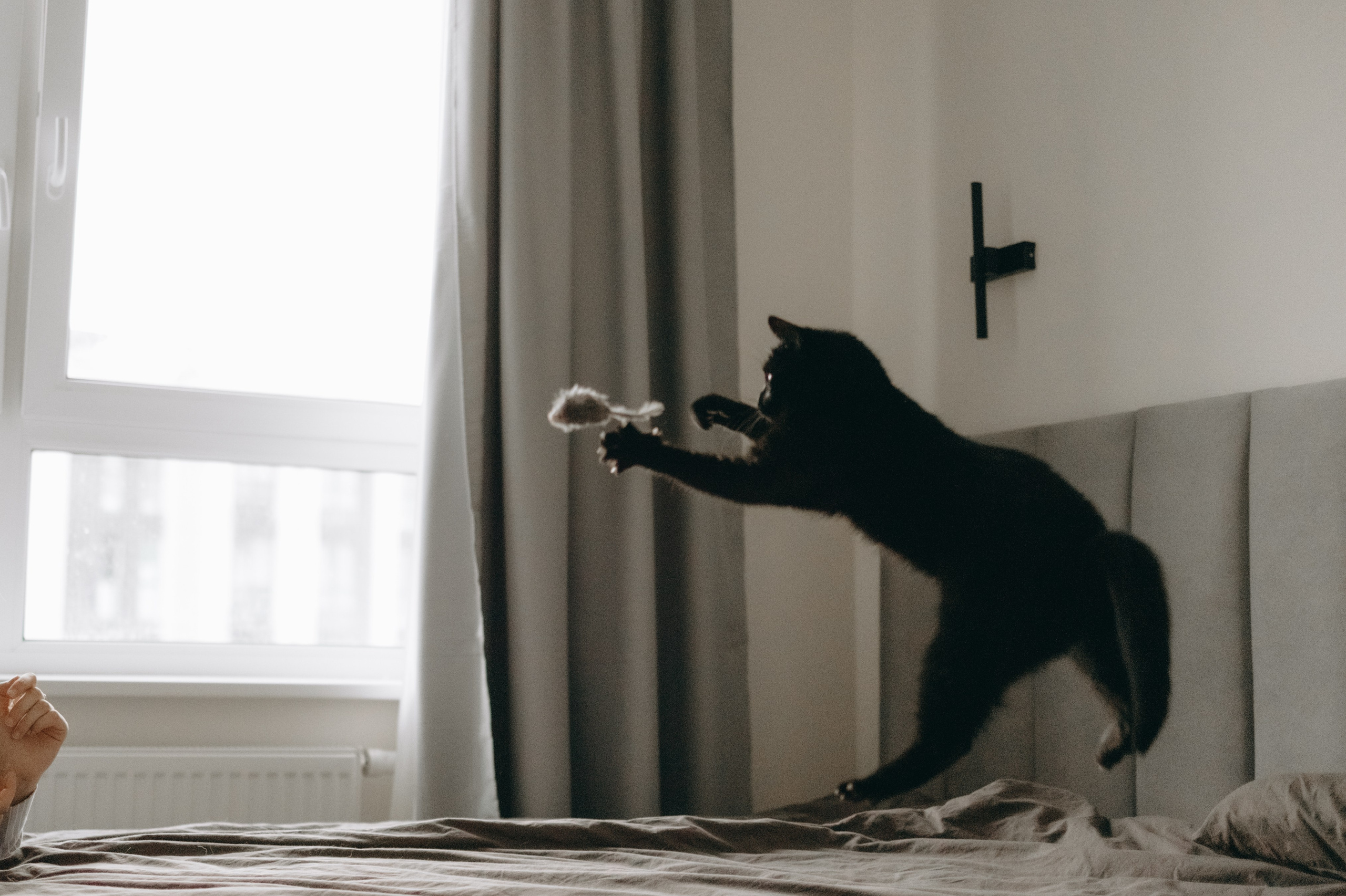 Настя, Никита и их Гром и Мяу. Фотограф — Анималист | Санкт-Петербург