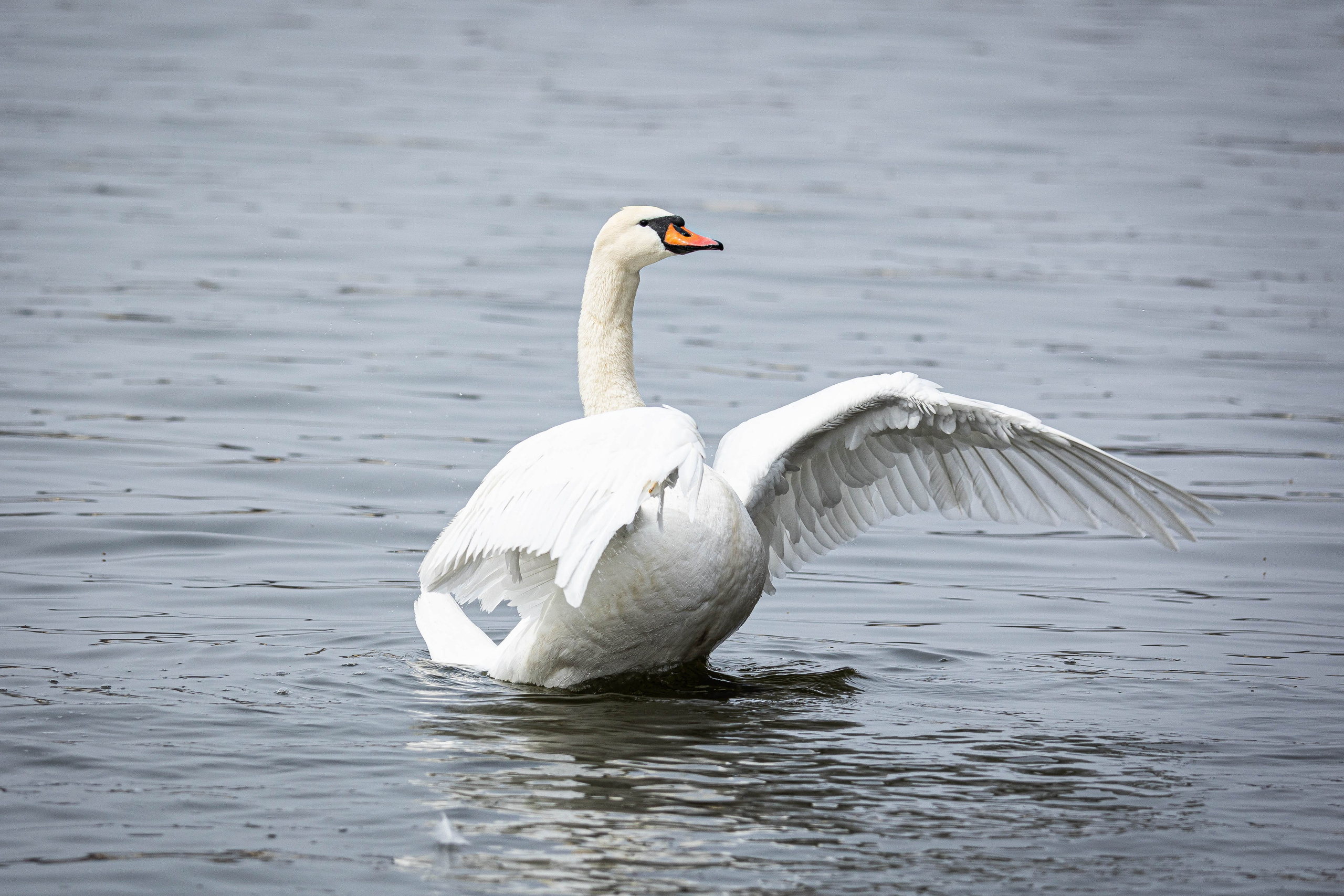 Парк Малинки 2026. Фотограф-АниМалист Анна Абрамова