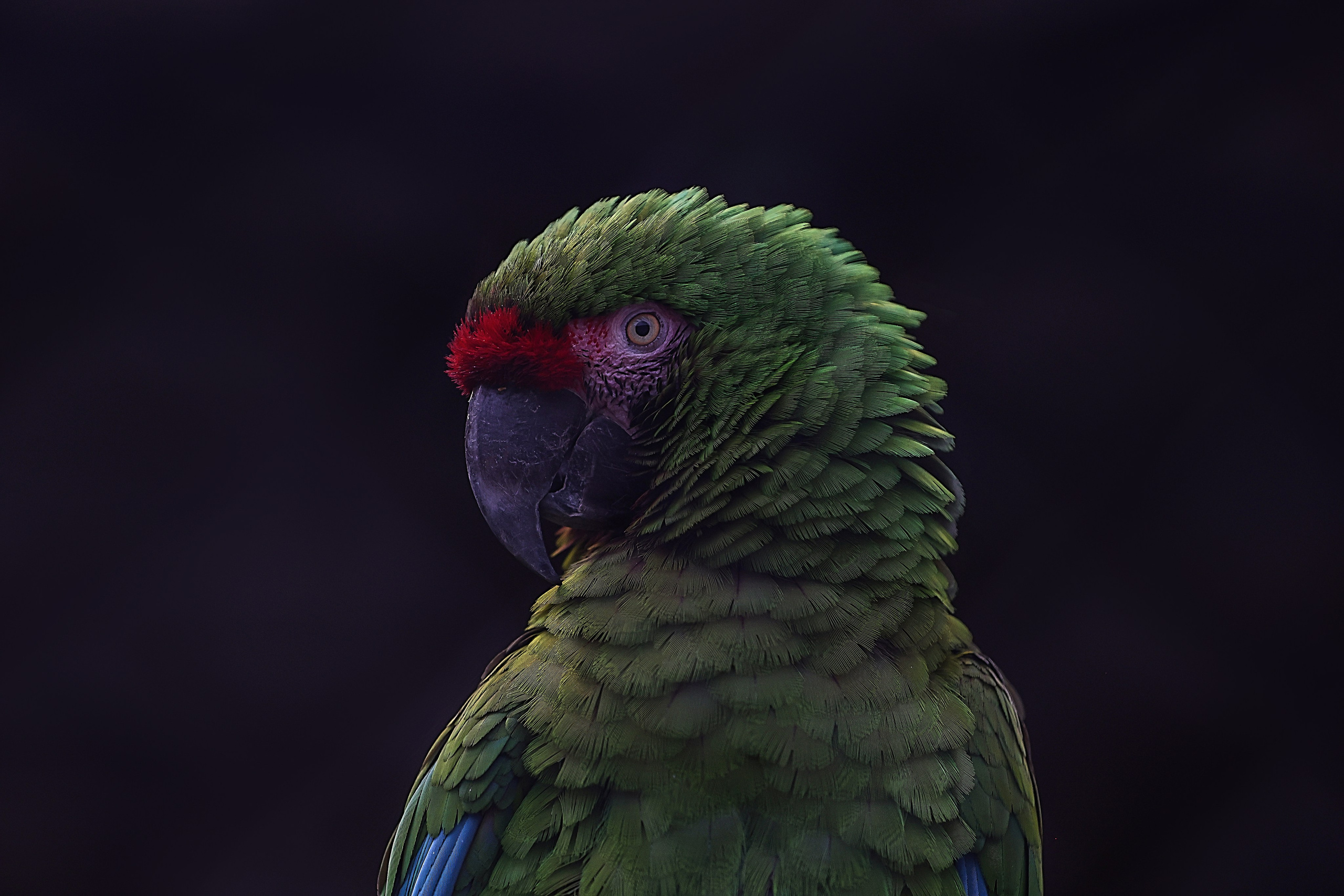 Зоопарк Малинки. Фотограф-АниМалист Анна Абрамова