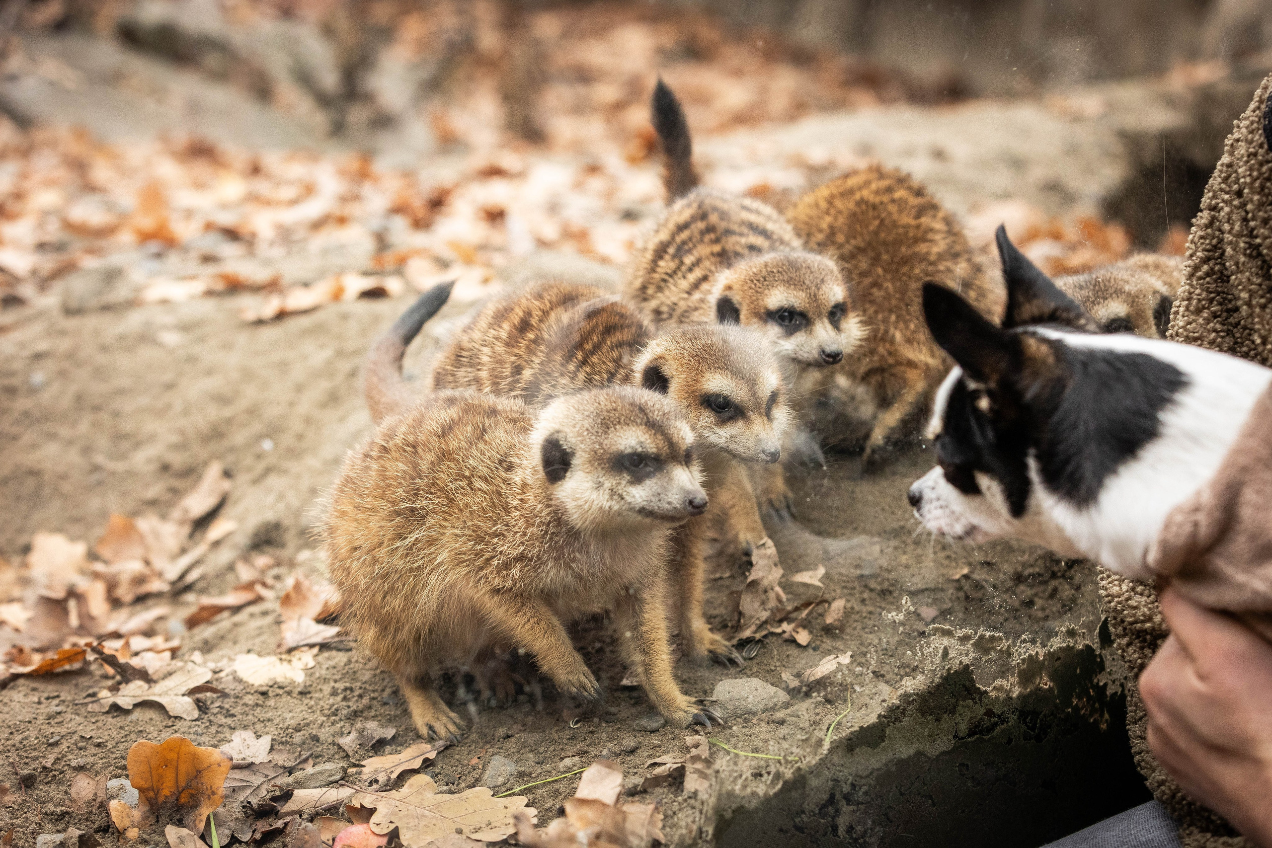 Зоопарк Малинки. Фотограф-АниМалист Анна Абрамова