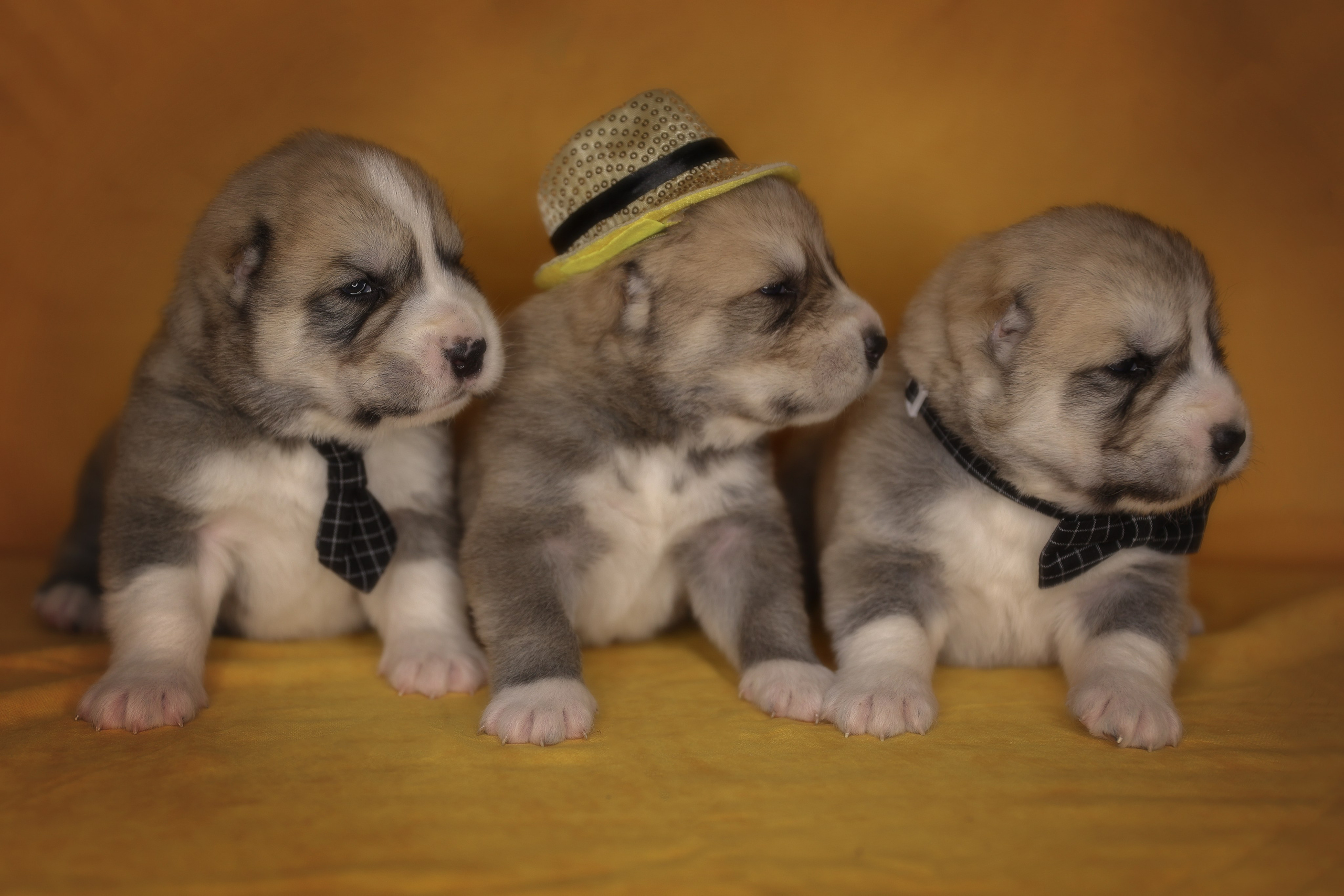 В СТУДИИ. Фотограф-АниМалист Анна Абрамова