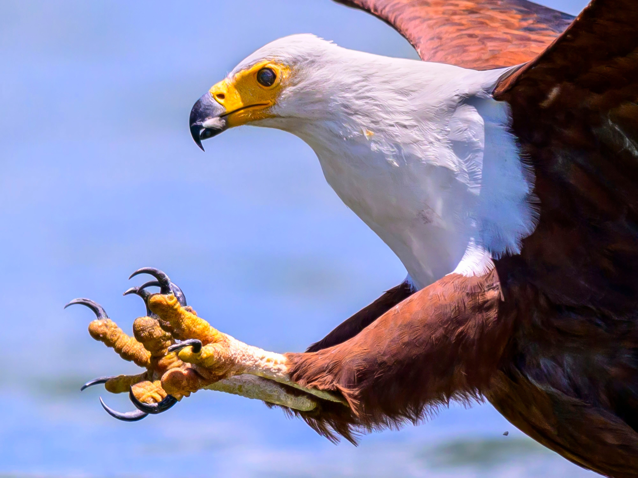 Кения. Wildlife photography by Sergey Puponin