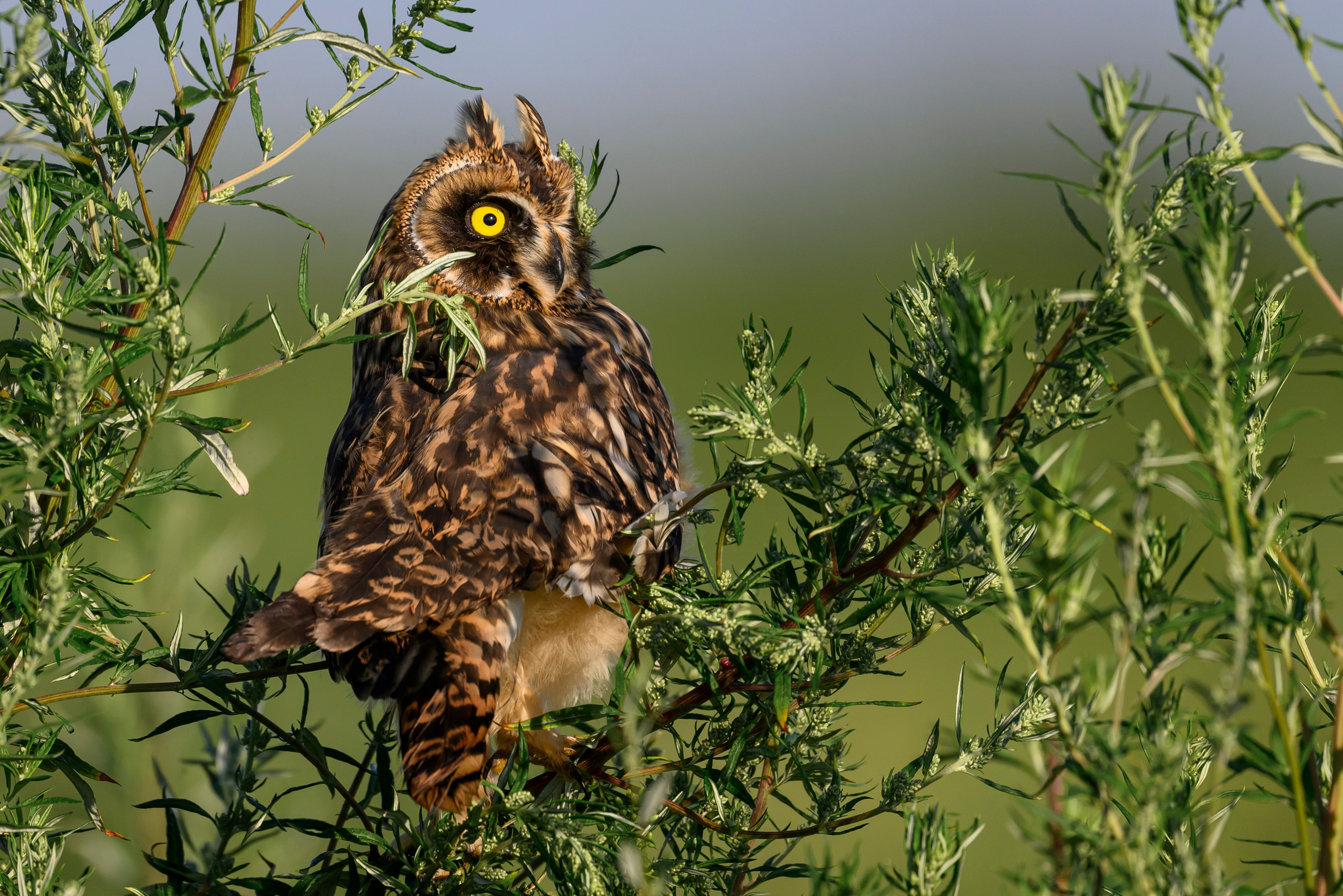 Short eared owl. Wildlife photography by Sergey Puponin