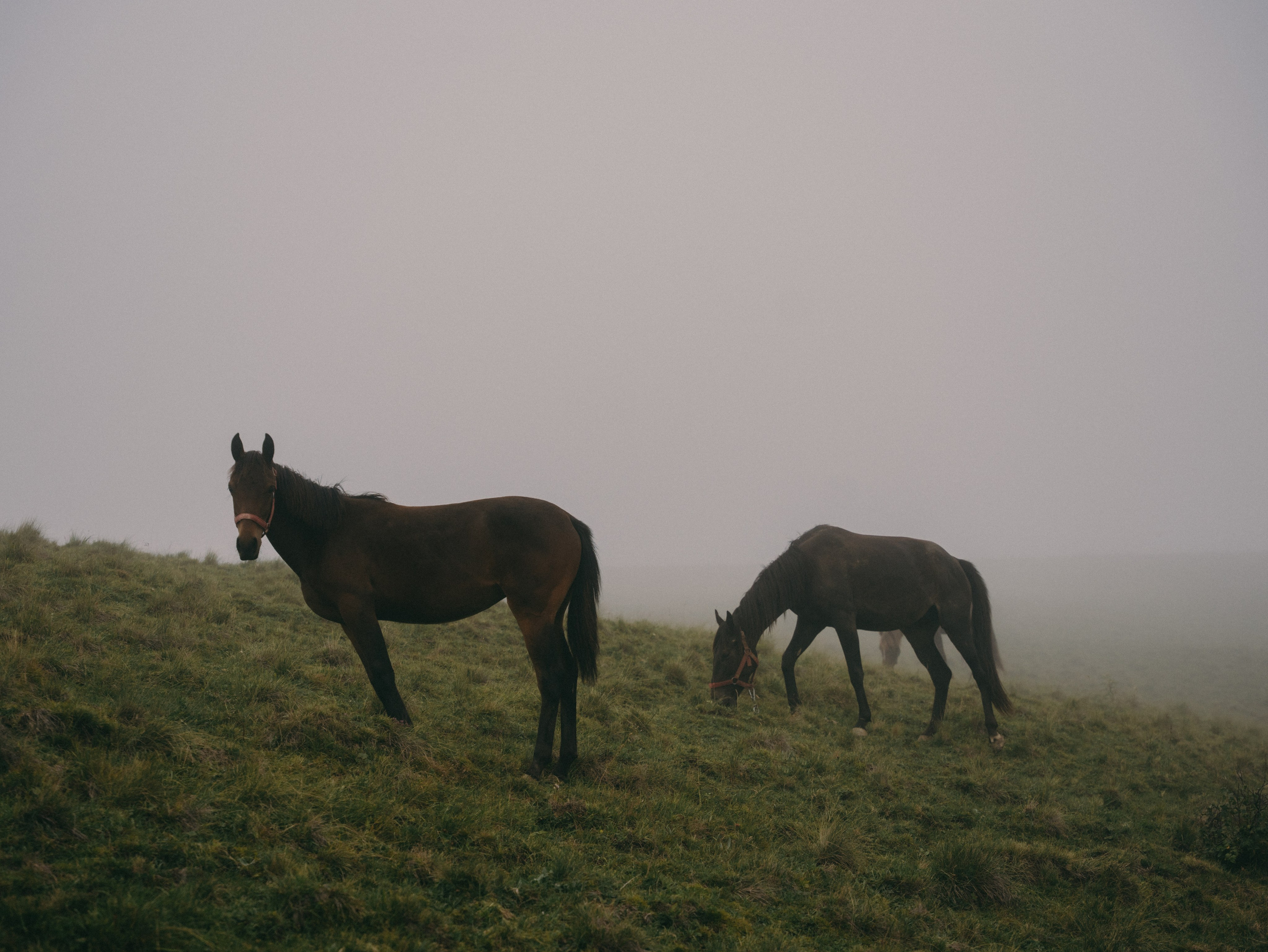 Пикник в горах. Свадебный фотограф Ирина Беляева Пятигорск|Кисловодск|Эльбрус|Домбай