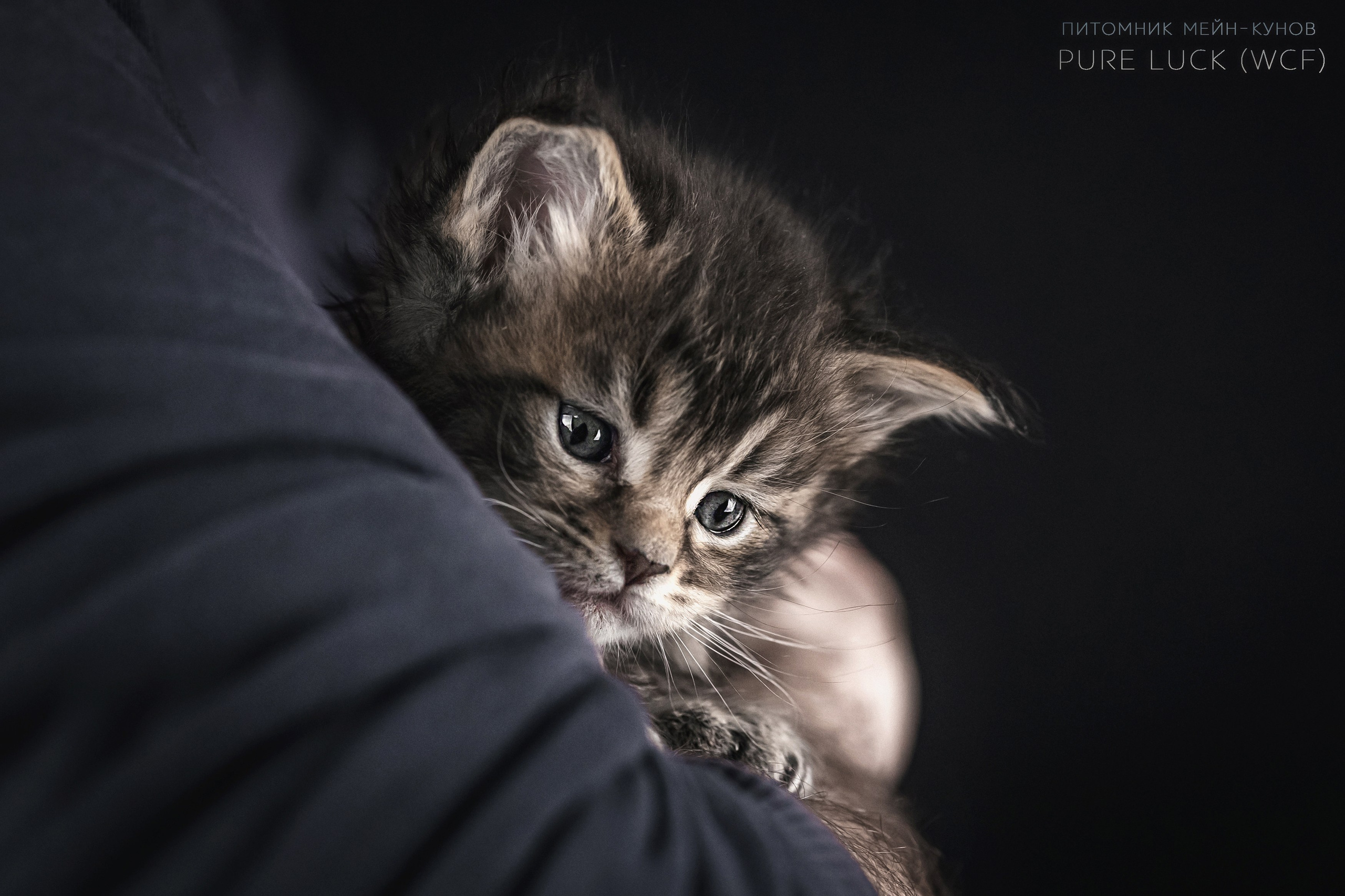 Куны. Фотограф анималист Аня Ливанова | Рыбинск