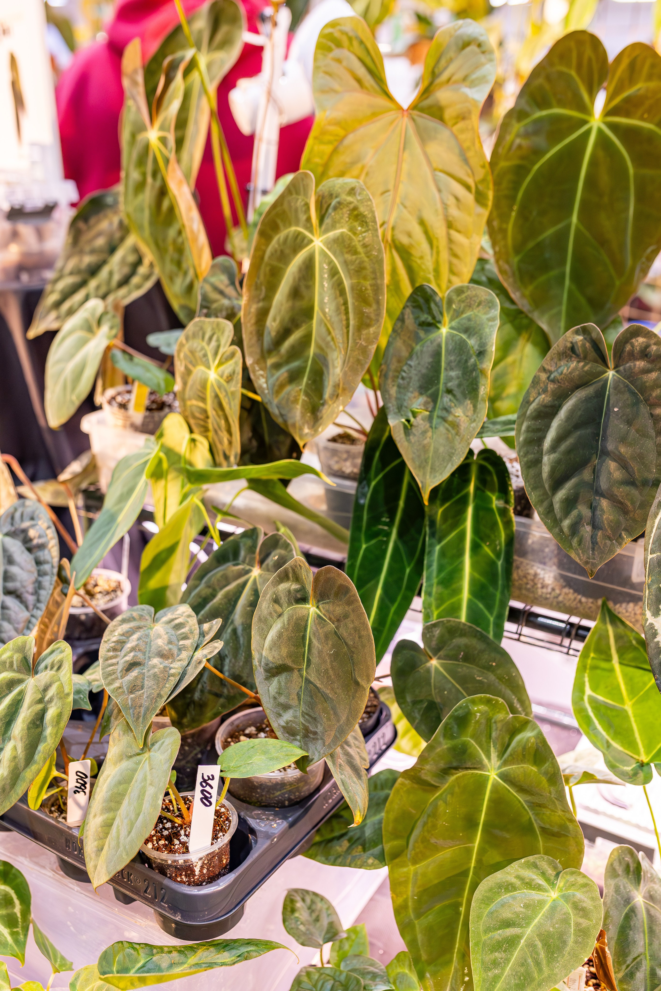 Монстериум апрель 2026. Александра Куликова фотограф, Москва