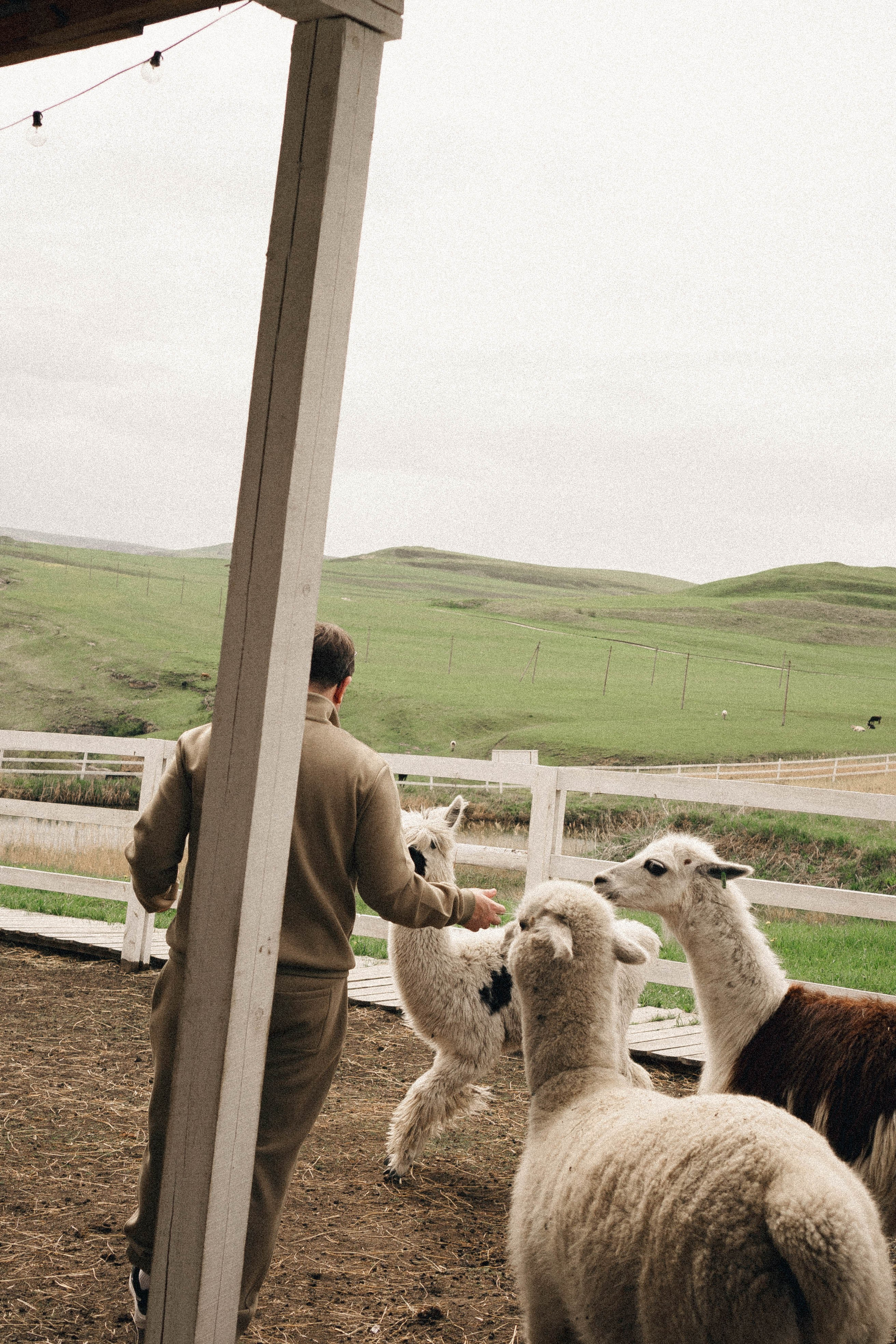 Ферма Альпак. Профессиональный фотограф, Санкт-Петербург — Виктория Богомолова