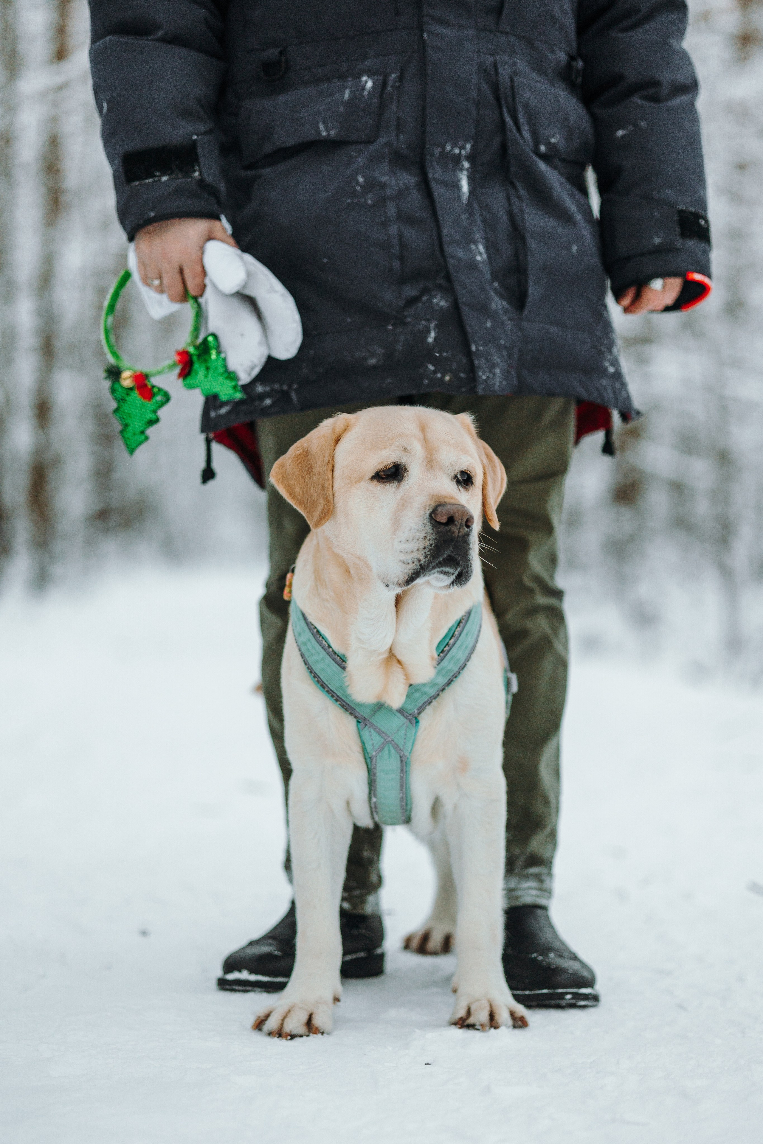 Ребята и их хвостатая семейка. Фотограф — Анималист | Санкт-Петербург