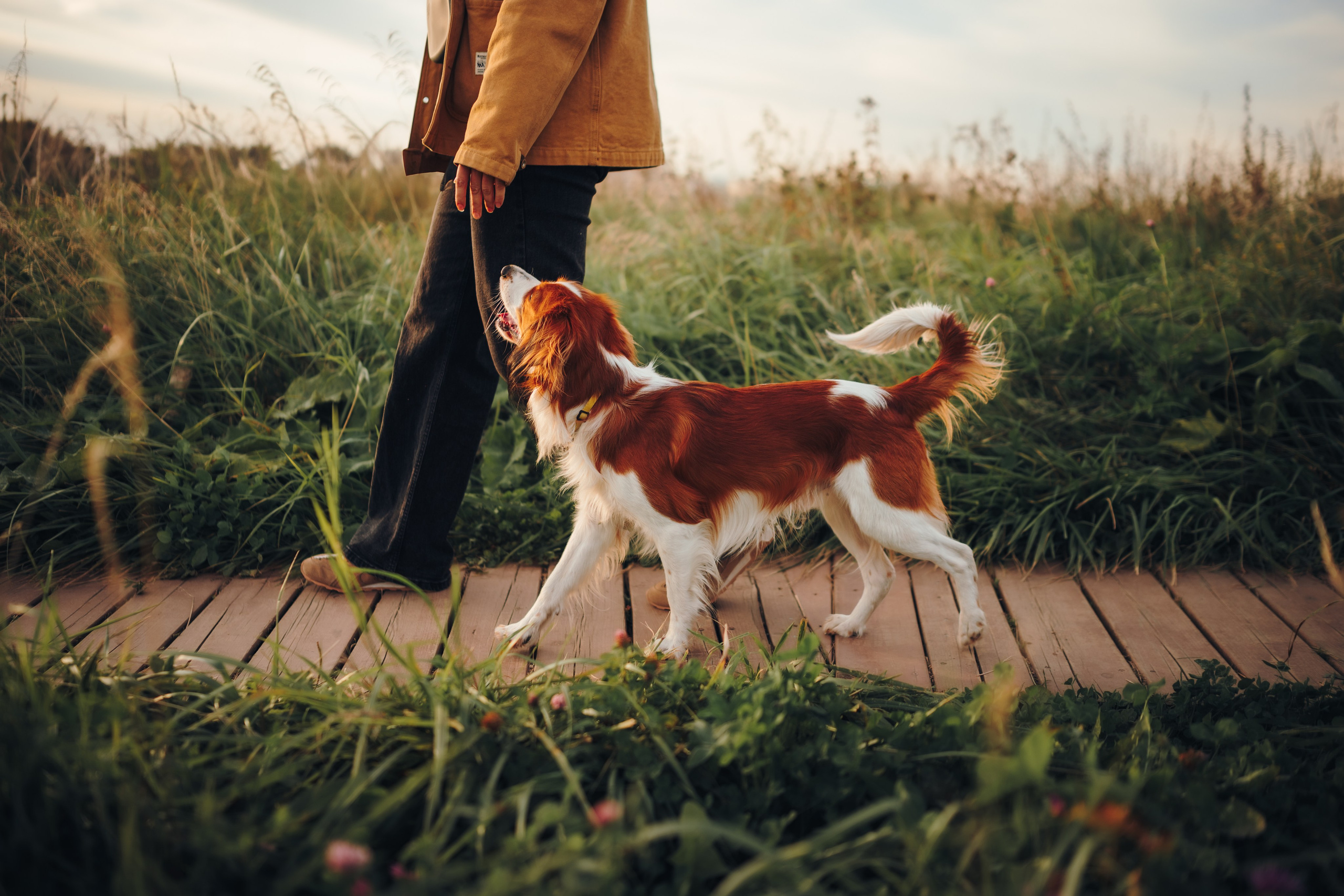 Семейная фотосессия с питомцем. Семейный фотограф анималист Ананьева Мария — Москва