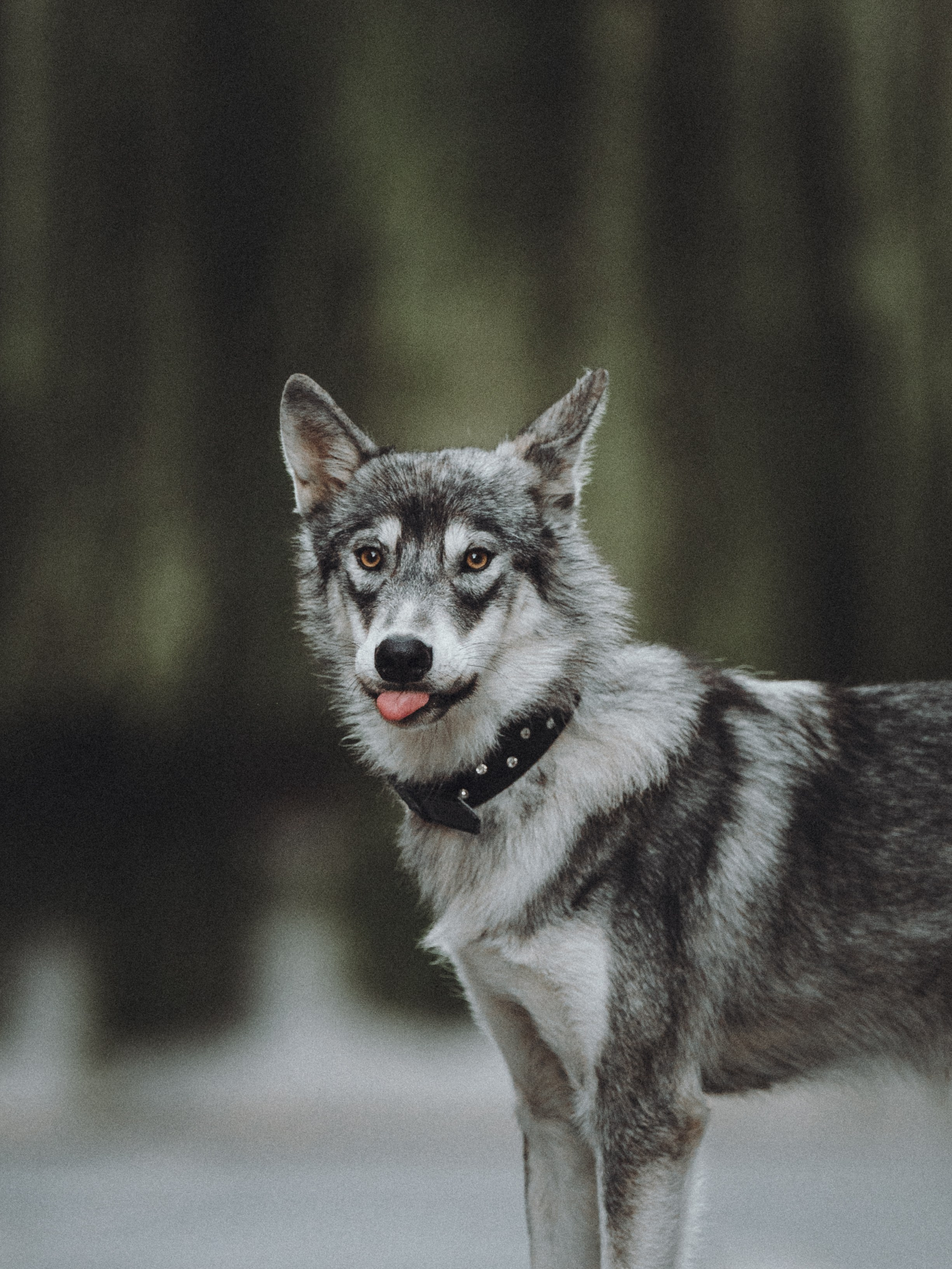 Вика и Кора. Семейный фотограф анималист Ананьева Мария — Москва