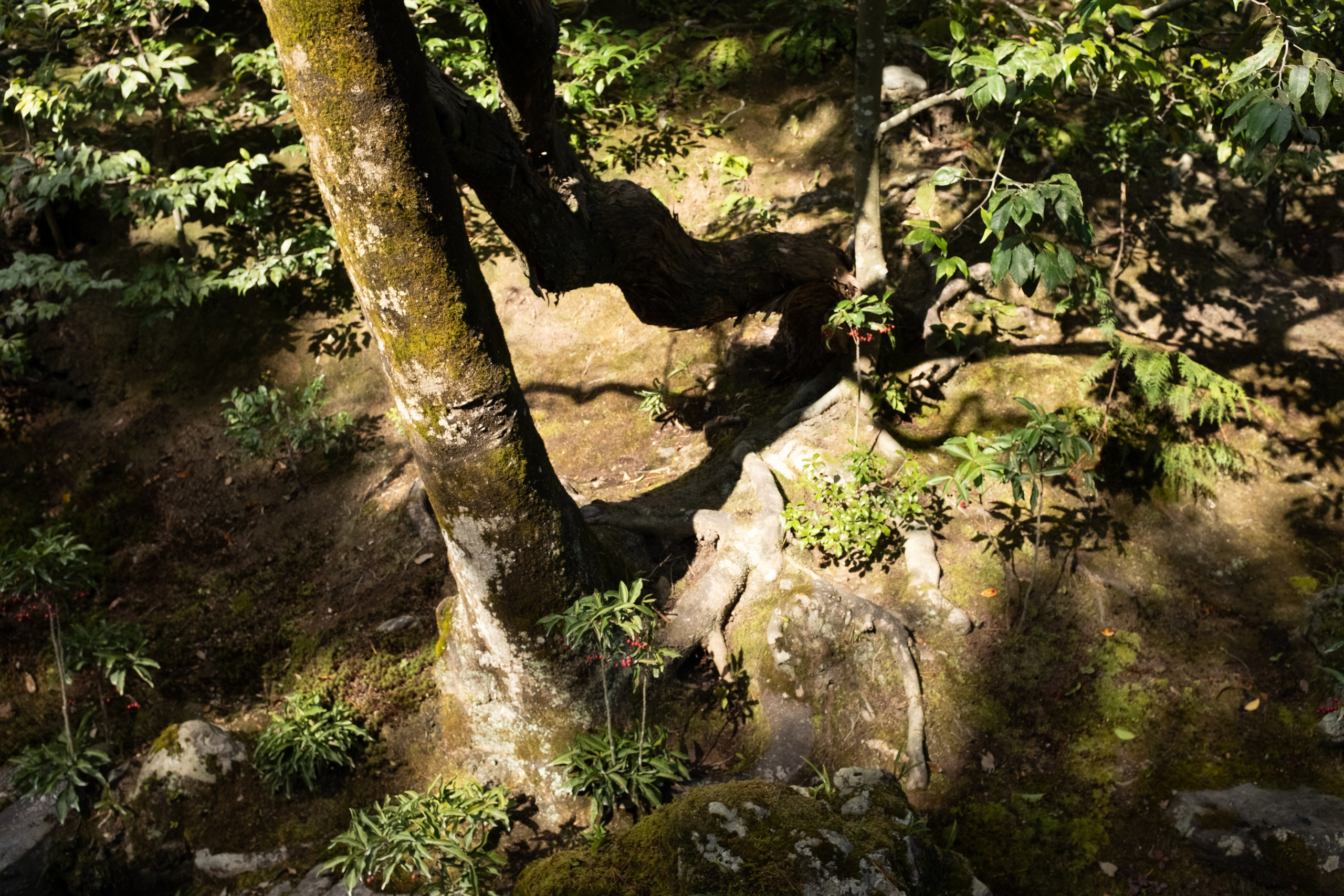 Nature. Regina Platonova