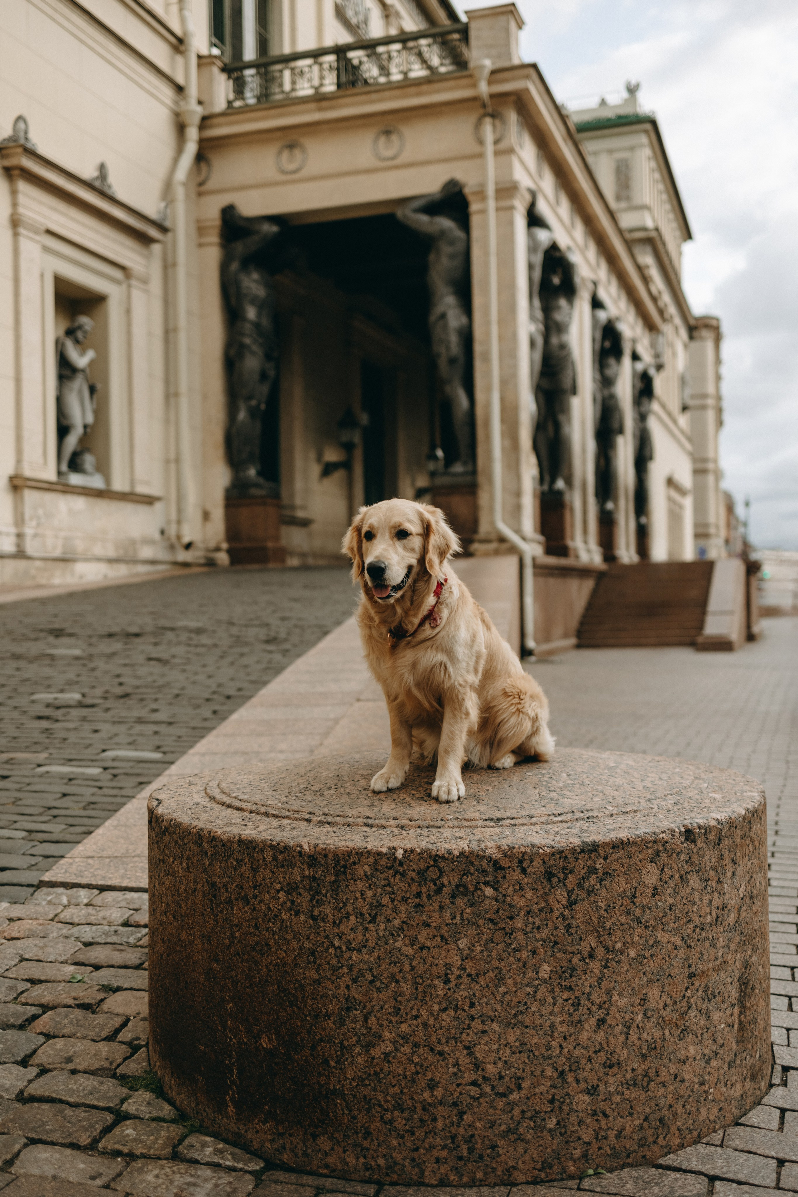 Бетти и ее семья. Фотограф — Анималист | Санкт-Петербург