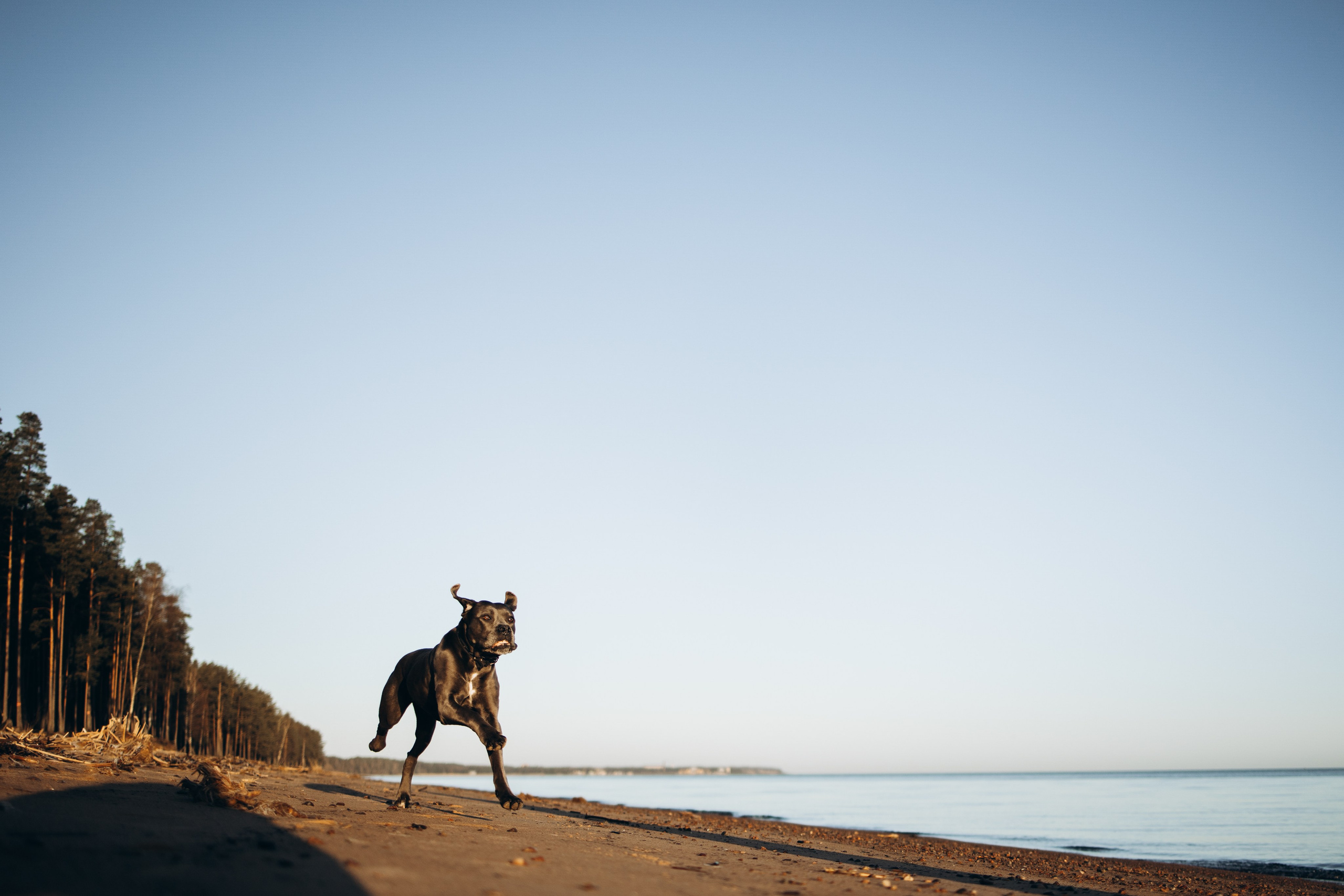 Анна и Лана. Фотограф — Анималист | Санкт-Петербург
