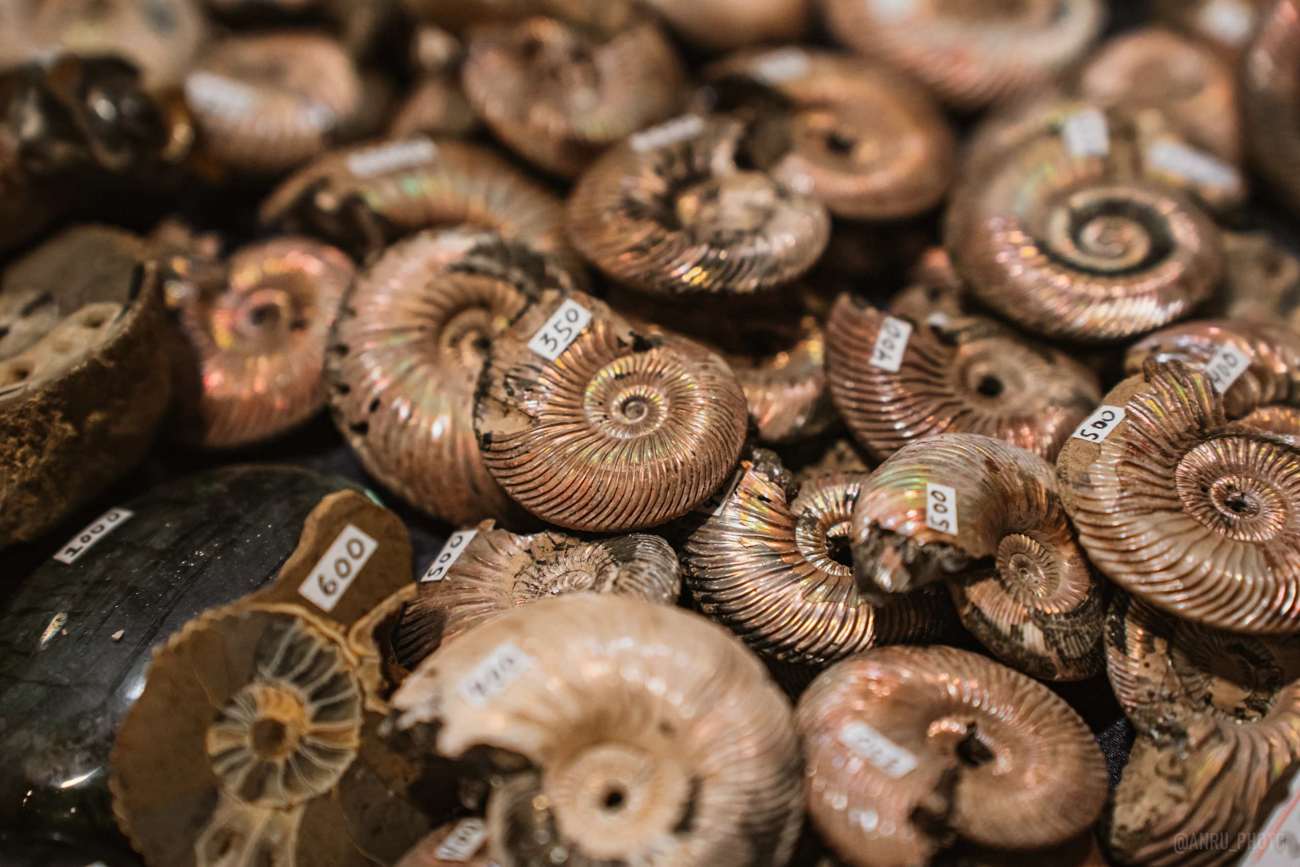 Рептилиум (ручная работа). Репортажный фотограф Анастасия Рубцова