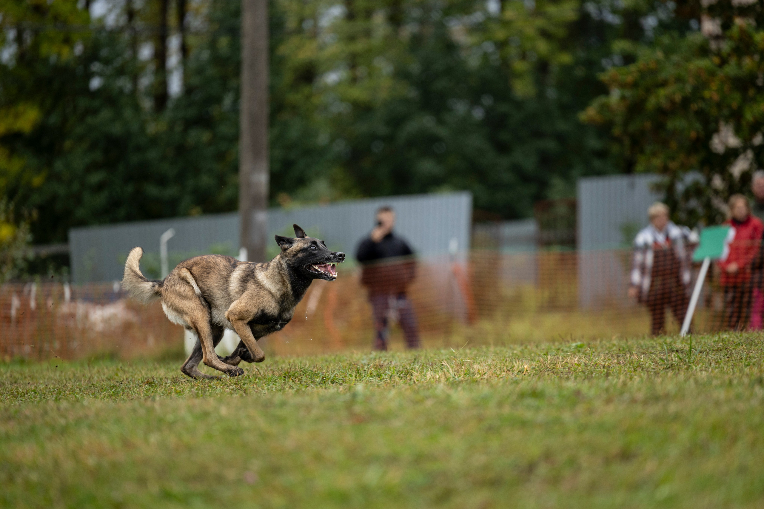 Испытания по Мондьорингу г. Пушкин. Фотограф-анималист Анна Маринич