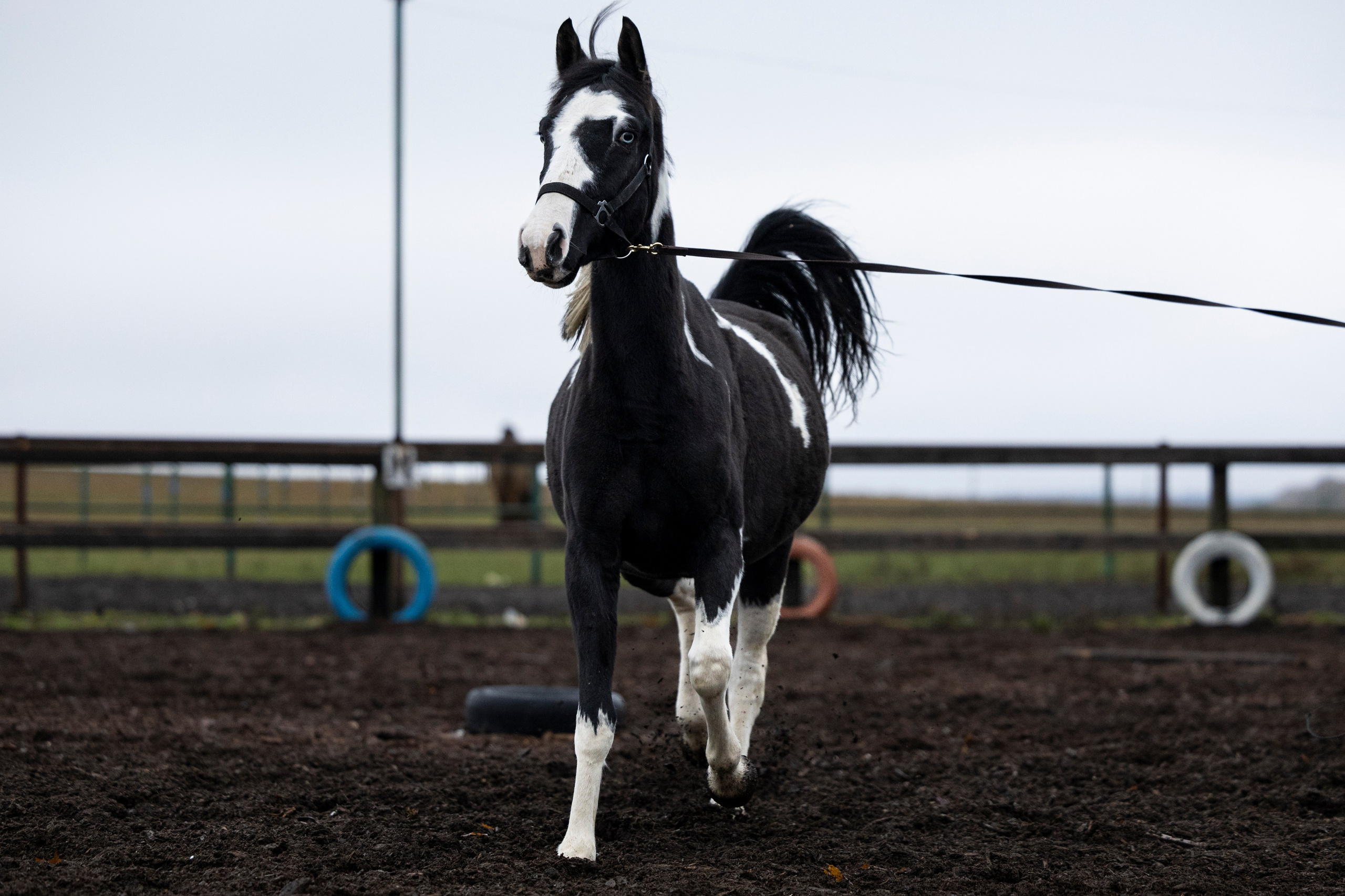 Дракарис и Кейси. Фотограф-анималист Анна Маринич