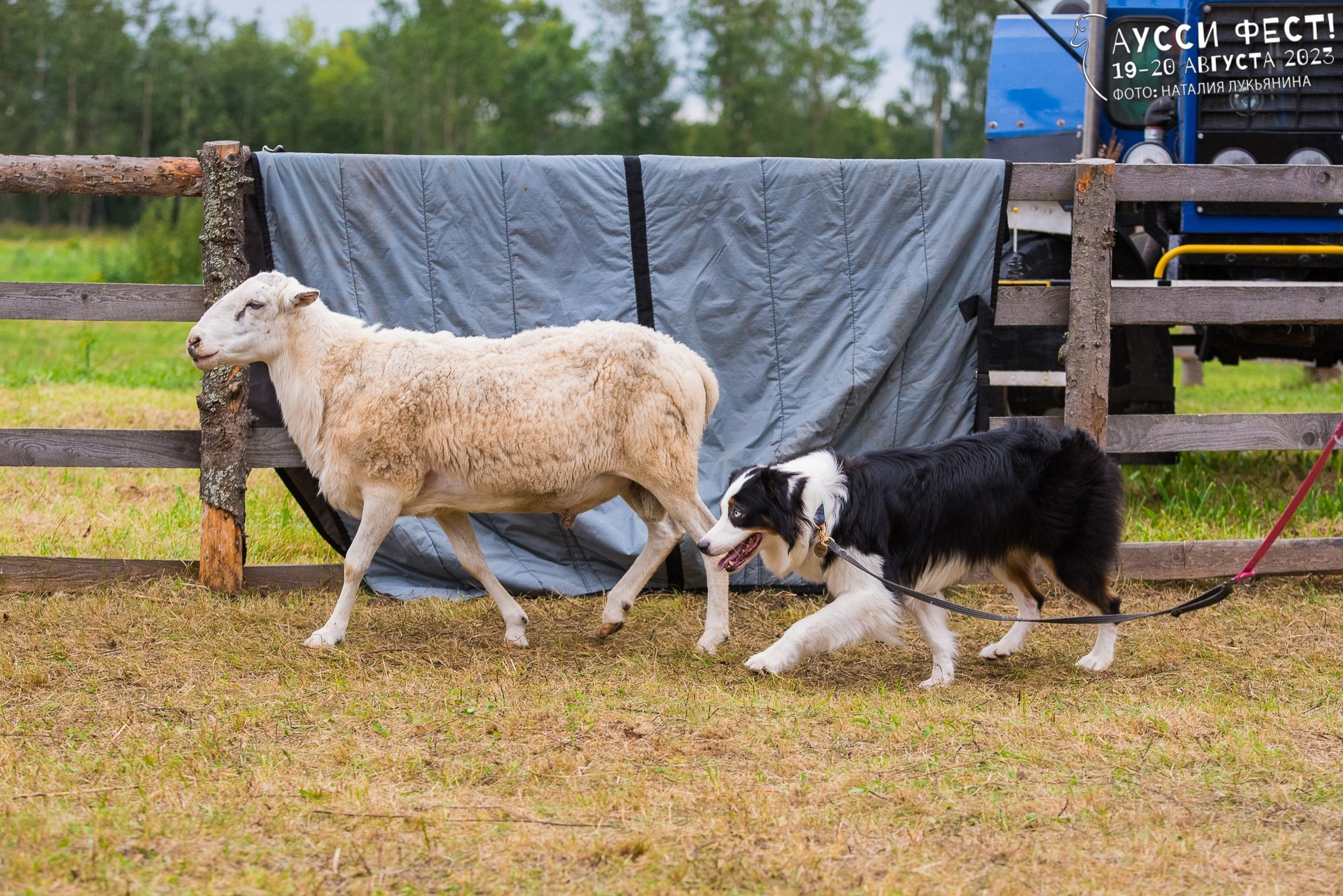 Синдра. BLGKV питомник собак