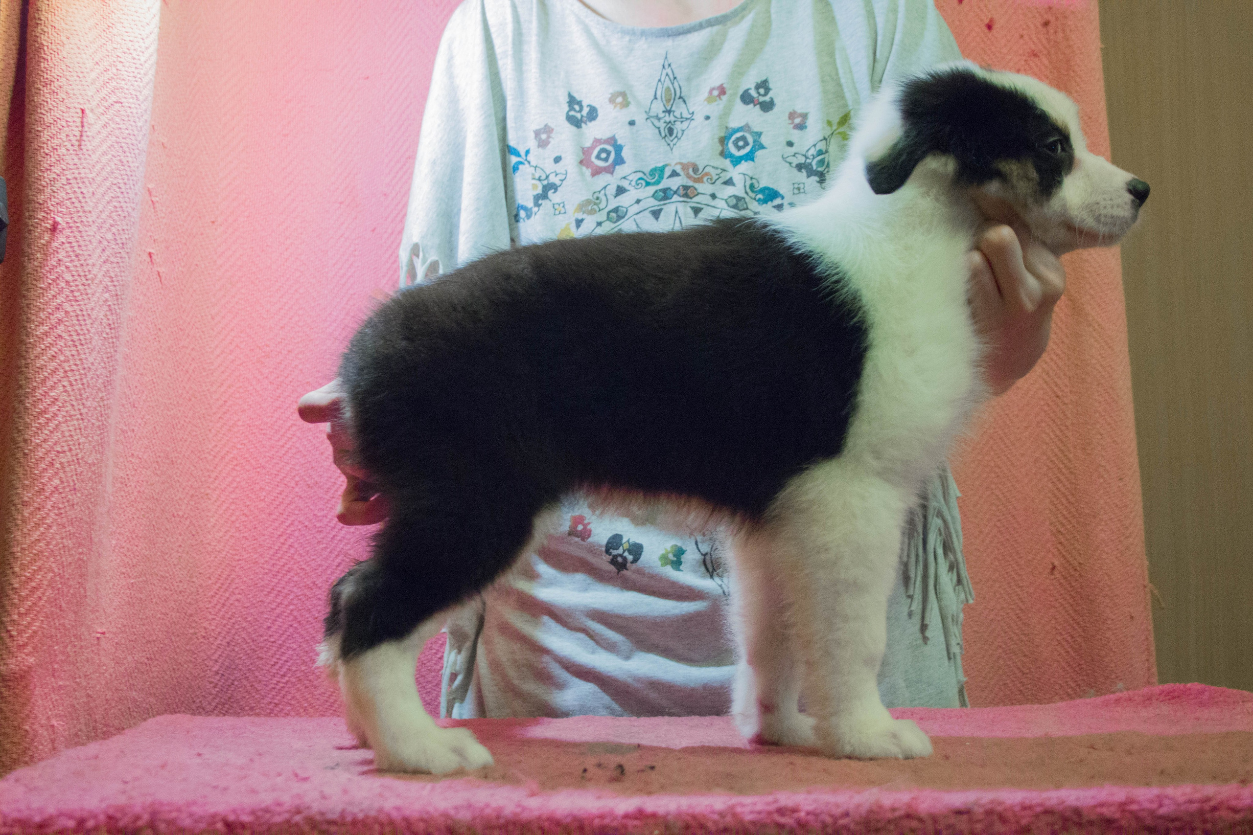 Синдра. BLGKV питомник собак