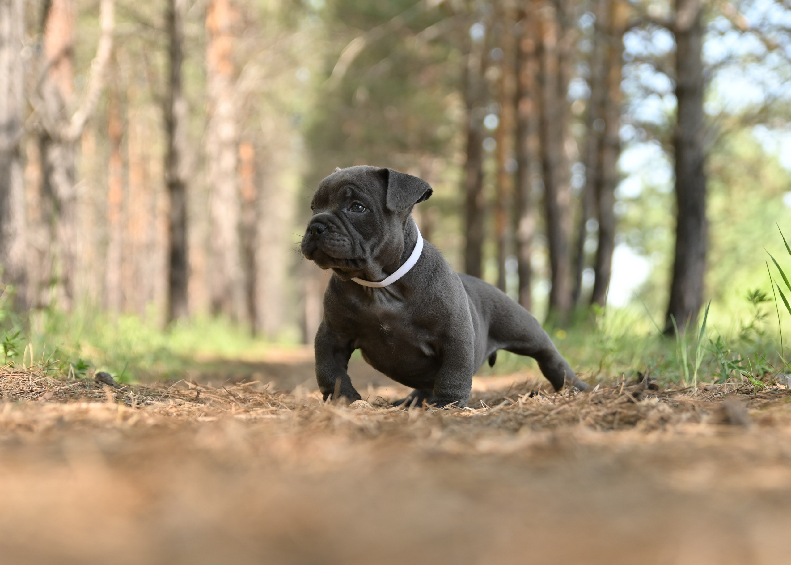 Свободные щенки Американский Булли в Иркутске. Питомник собак Иркутск