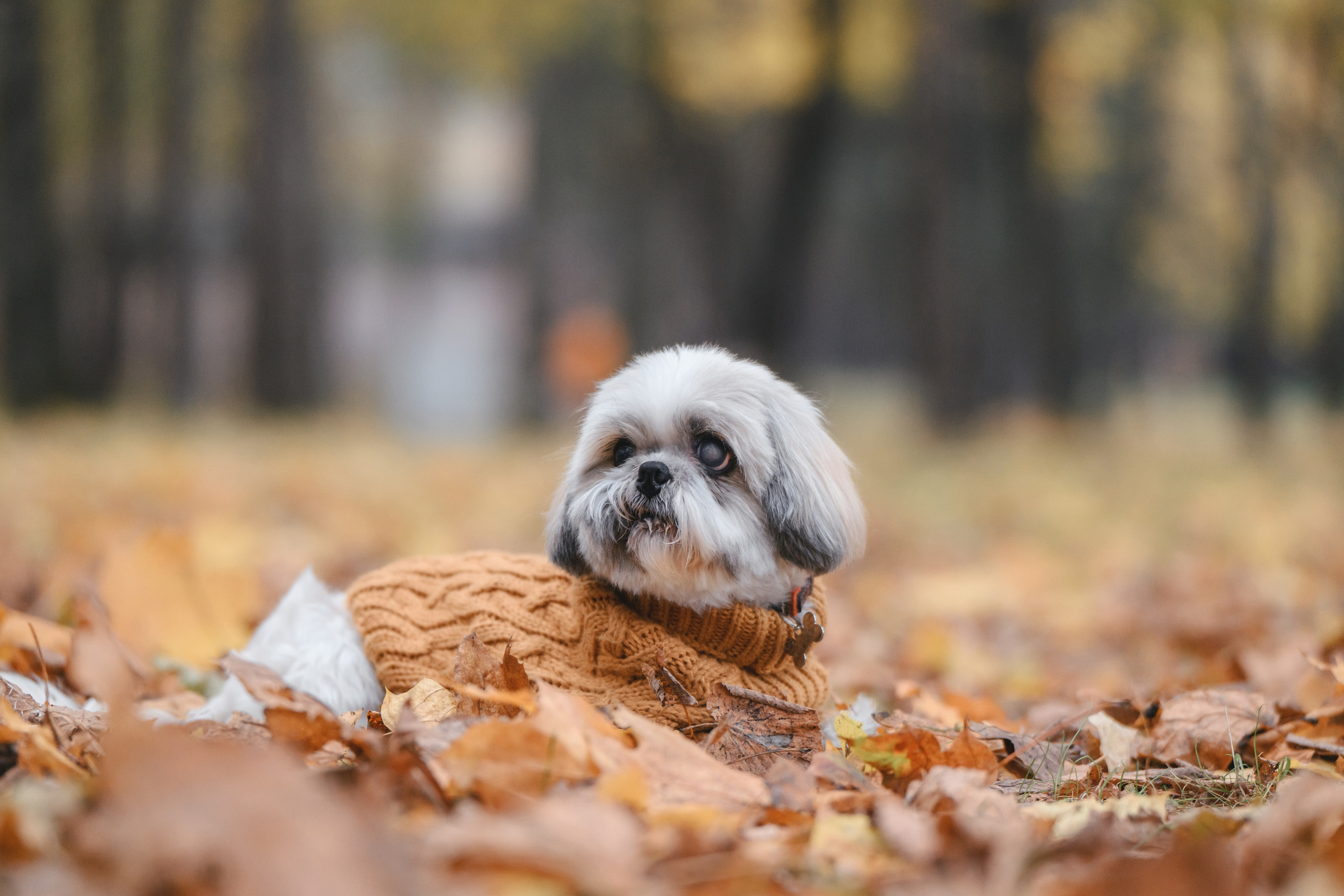 Ирина и Винни. Фотограф Анималист в Москве Анастасия Жучкова