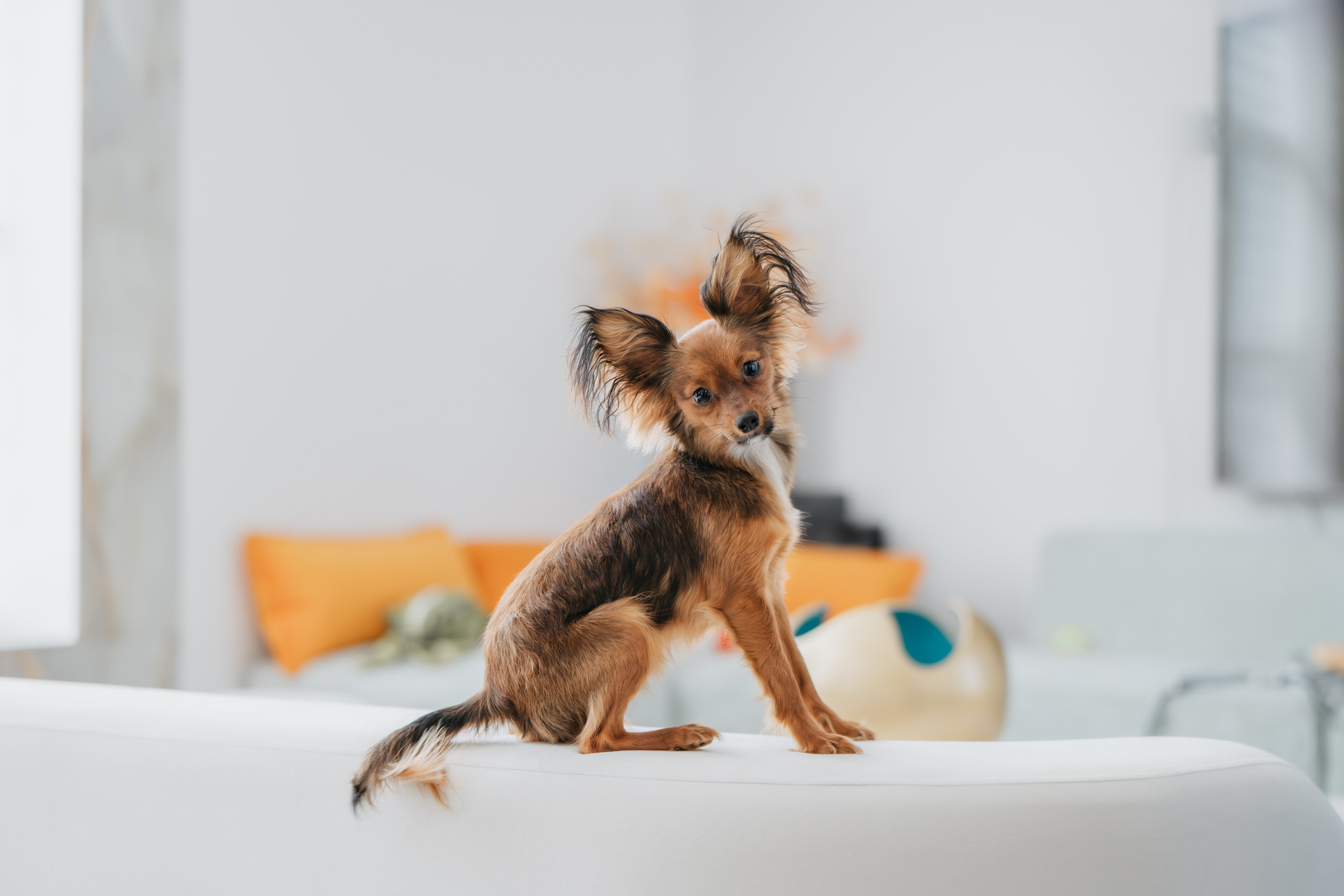 Домашняя съемка. Фотограф Анималист в Москве Анастасия Жучкова