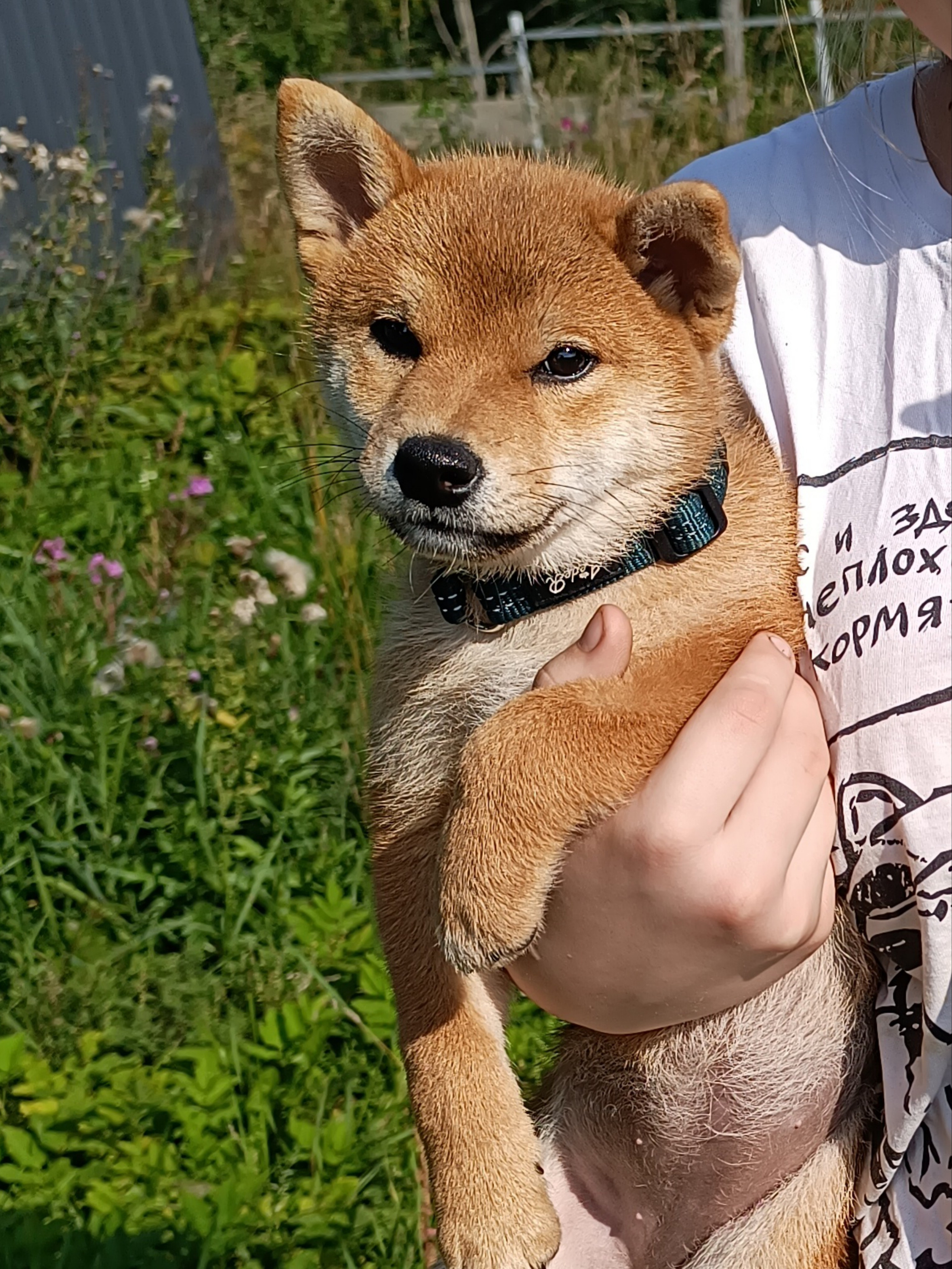 сиба питомник Рубилайт щенки на продажу rubylight  сиба щенки купить СПб Санкт-Петербург 