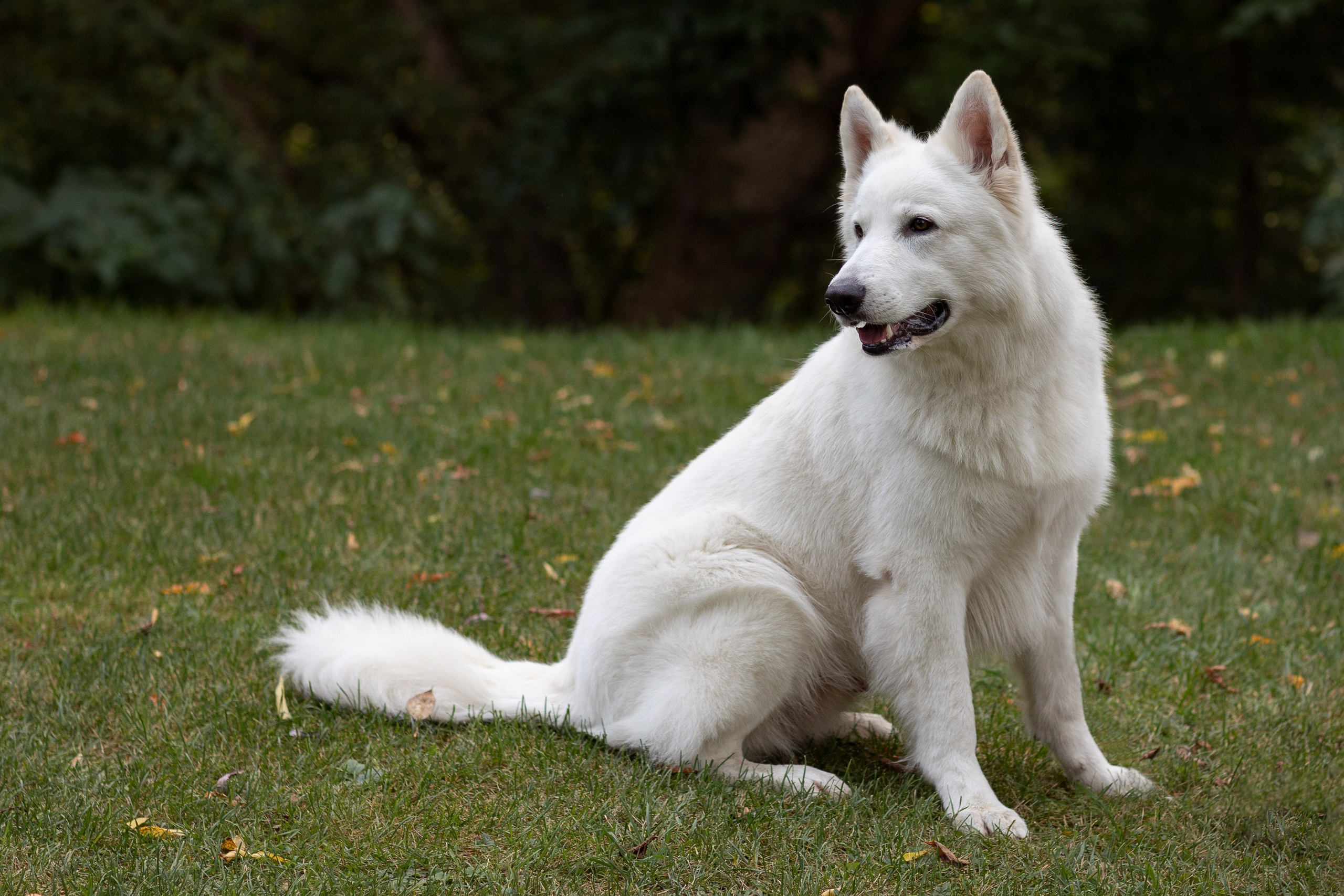 Алина и Райден. Фотограф — Анималист Наталья Тямушева