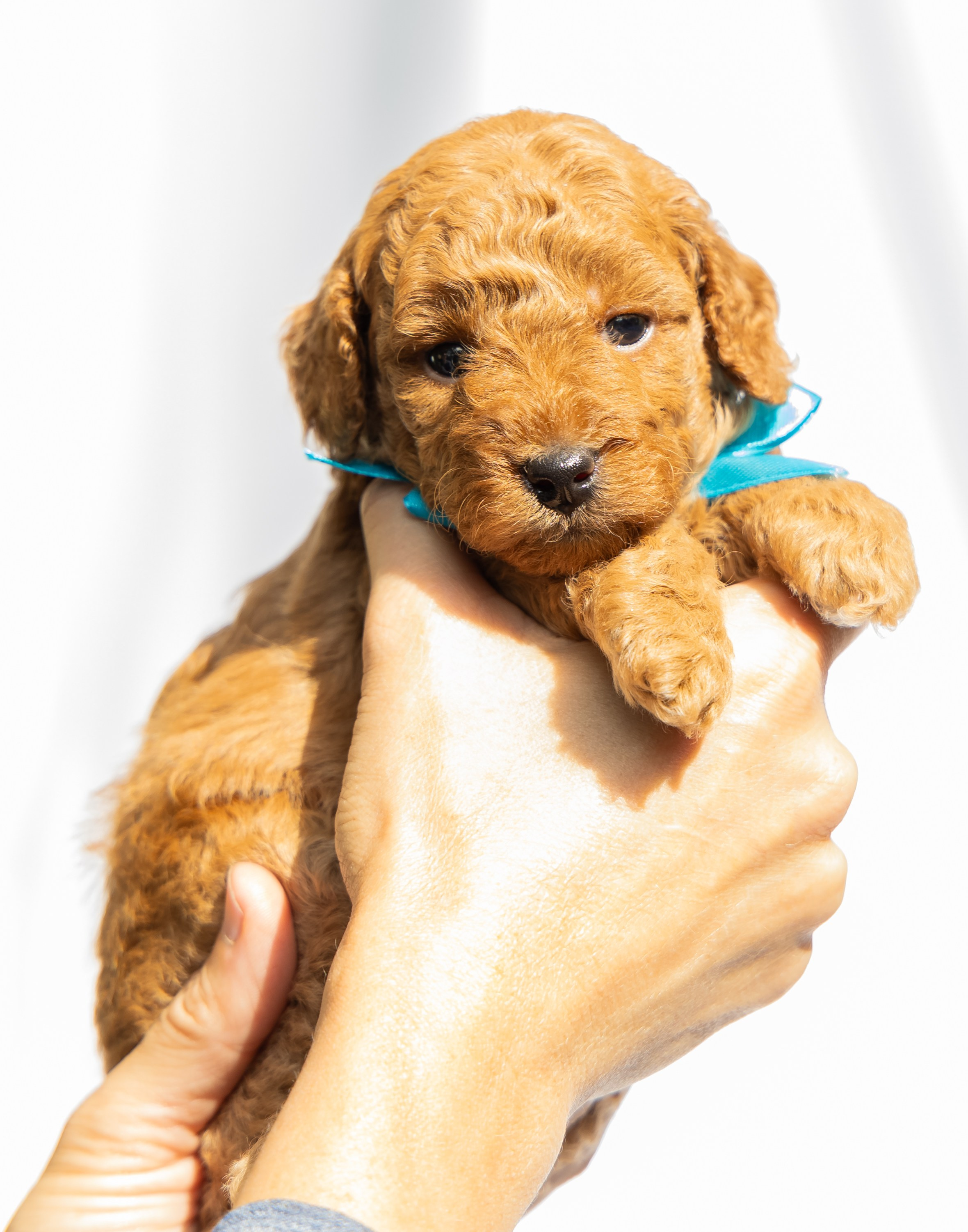 С животными. Фотограф-ретушёр