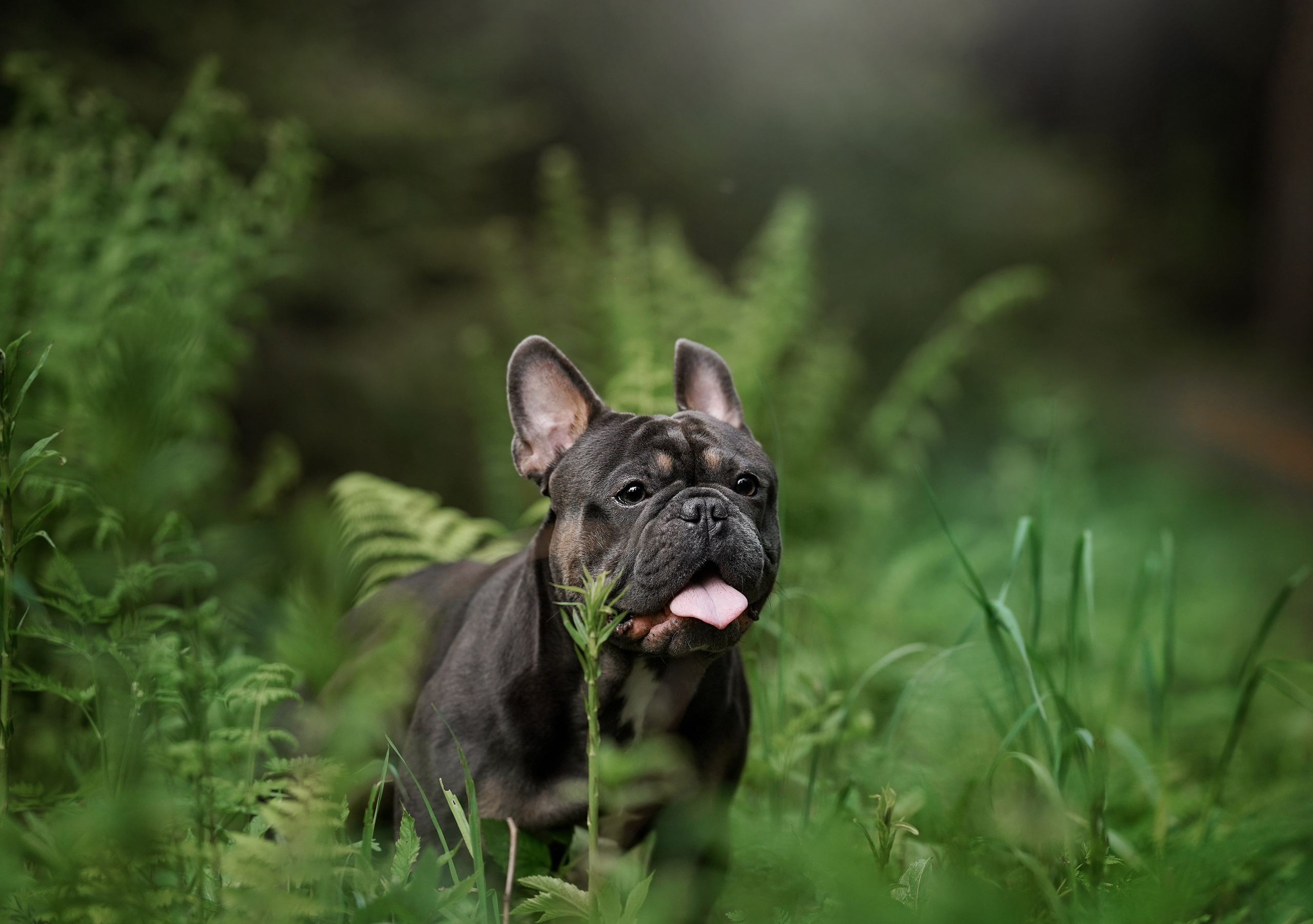 Юлия Петя и Моника. Фотограф-анималист в Санкт-Петербурге Яна Мартынова