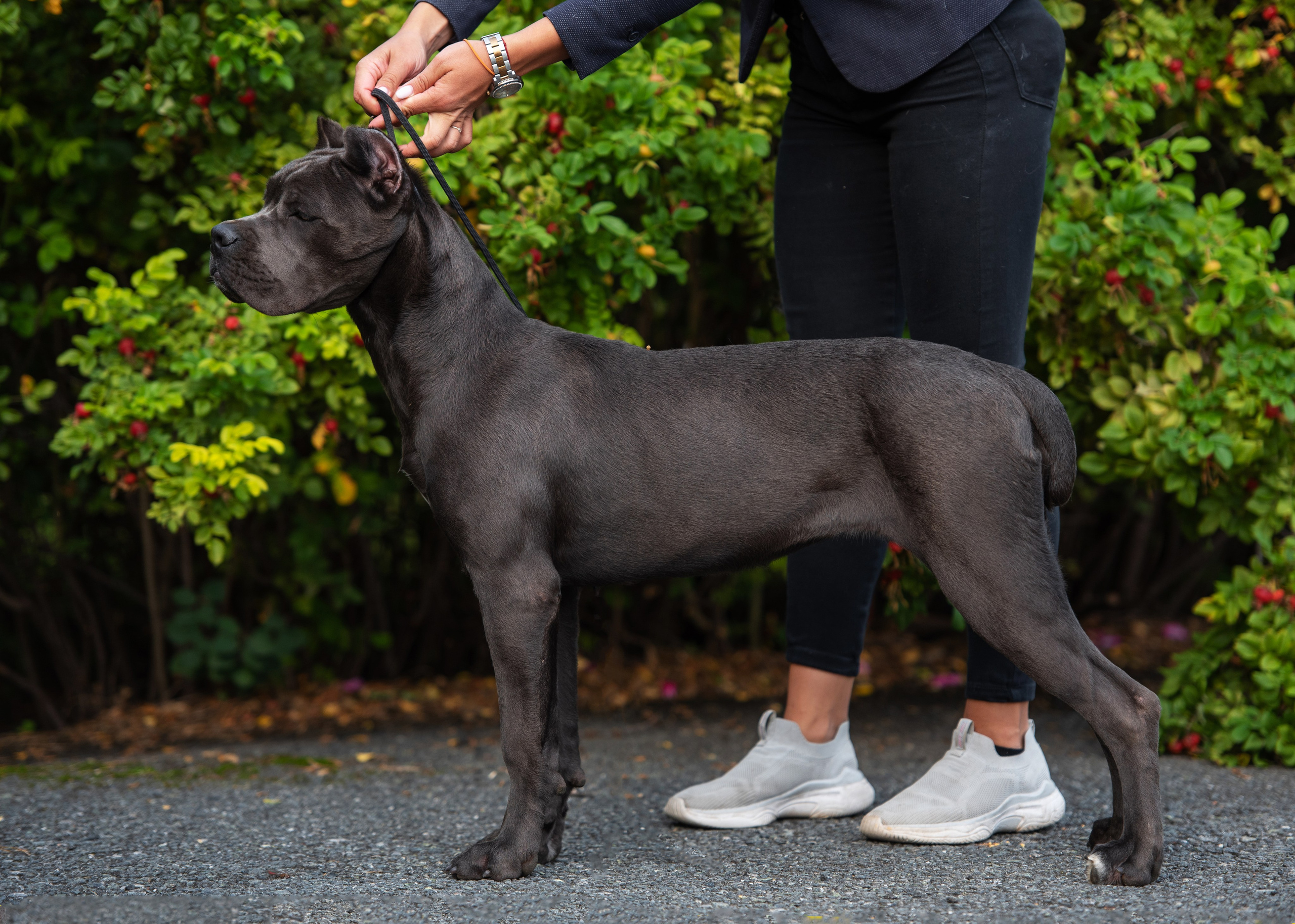 Выставка собак Тюмень 02.09.2023. Дог-фотограф в Тюмени Александра Королева