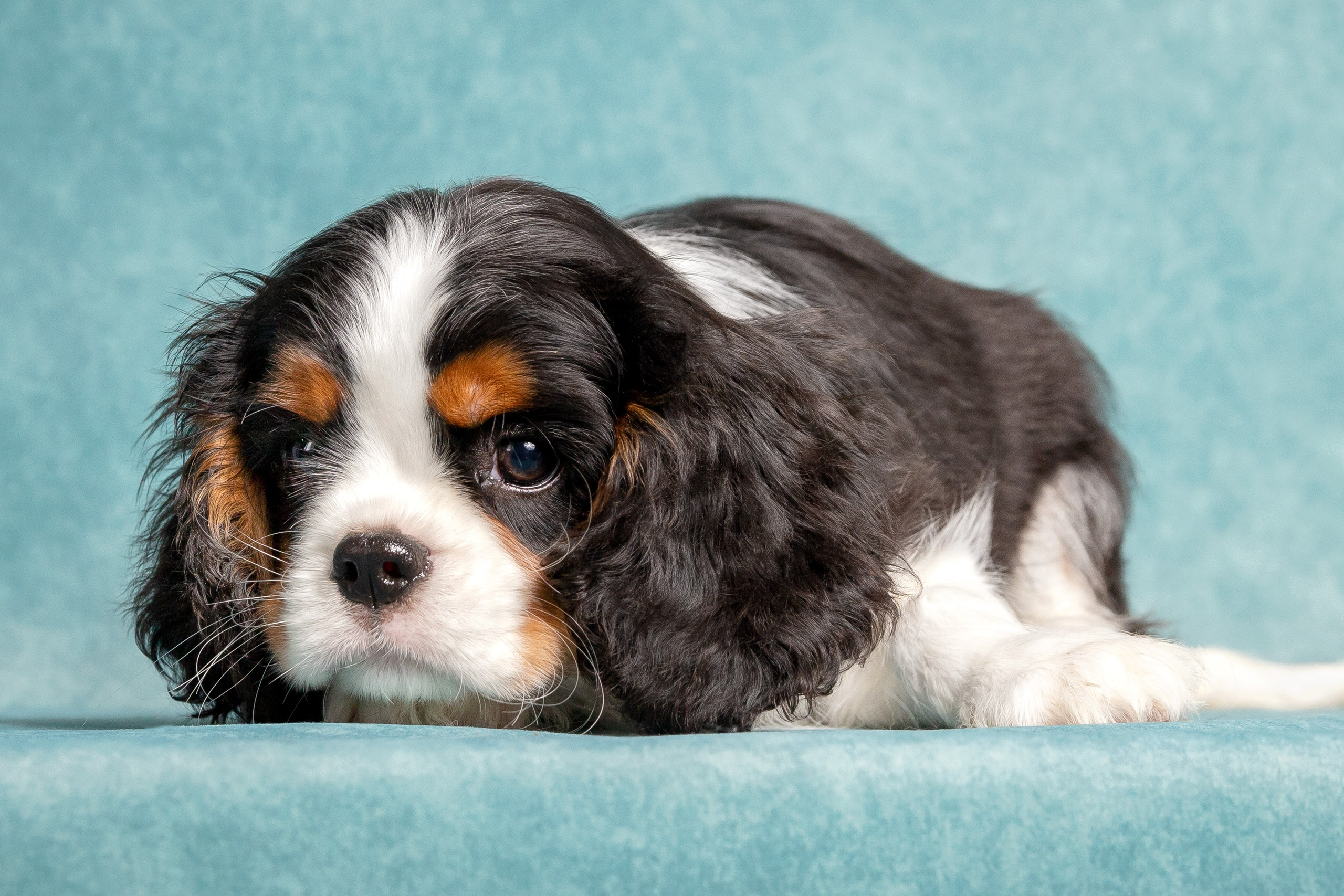 Кавалер Кинг Чарльз спаниель. Юлия Микульская. Рыбинск