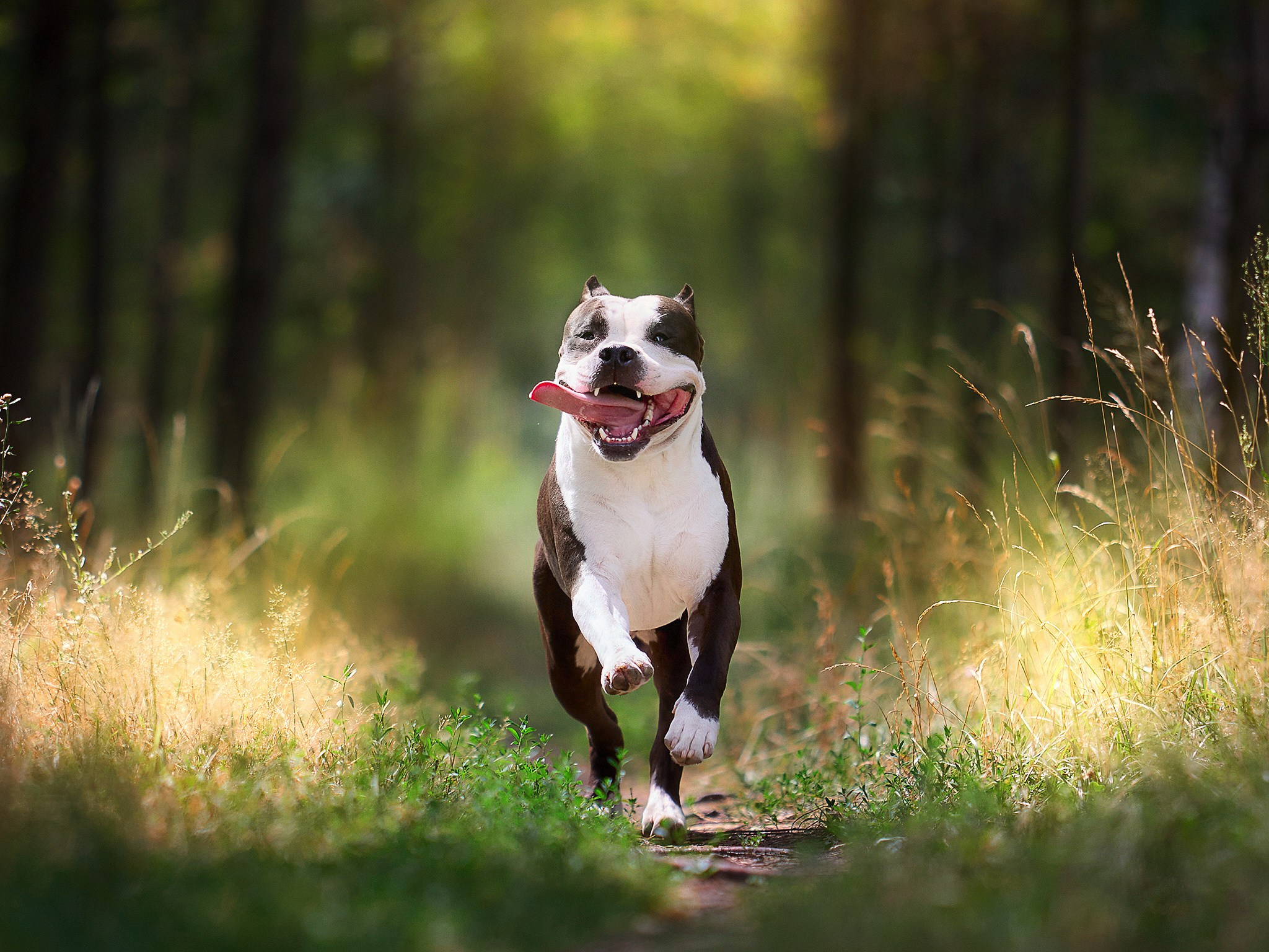 Фотограф-анималист в Москве Евгения Старостина