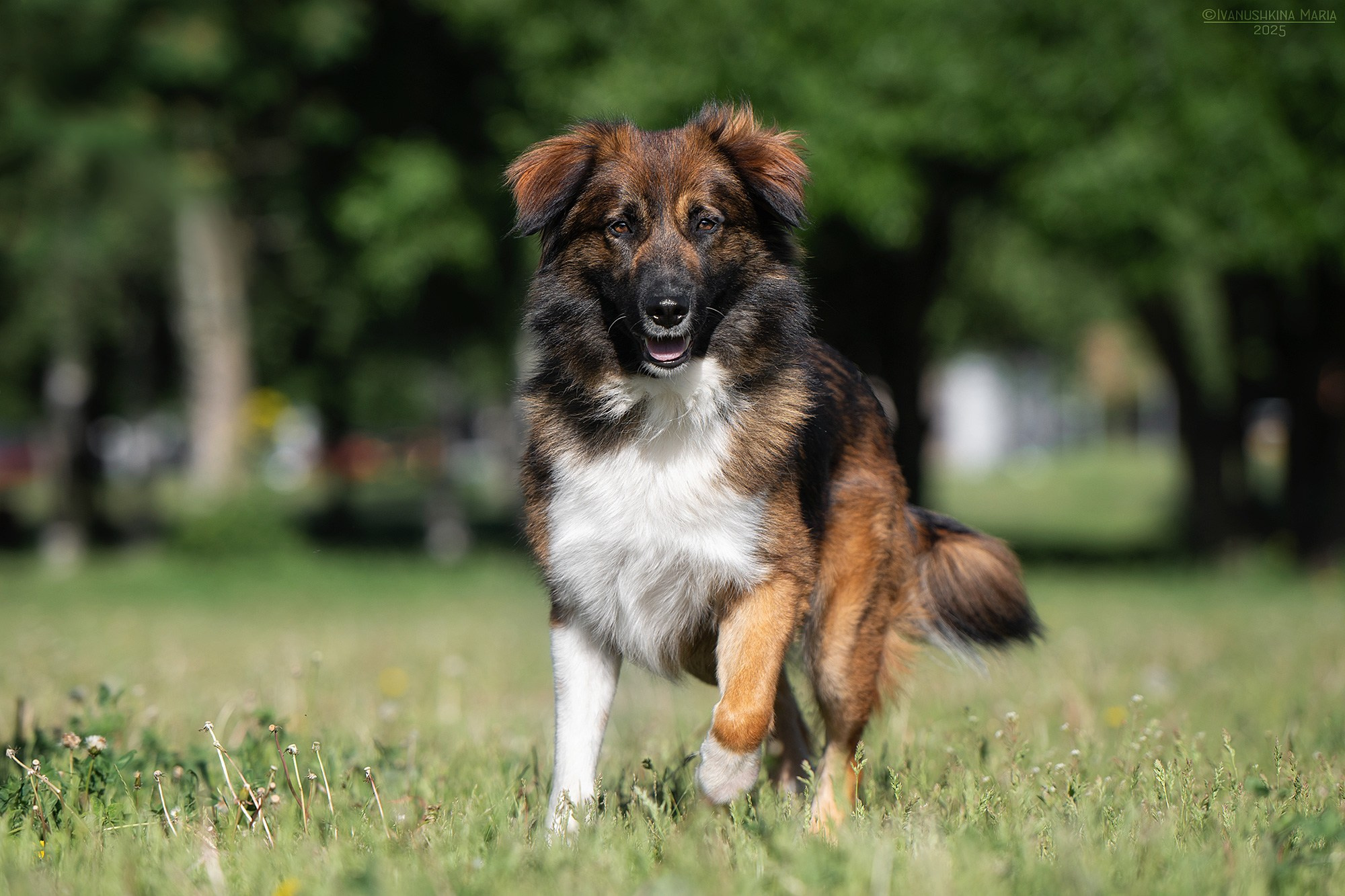 Пиарные фотосессии собак на пристройство. Фотограф собак в Москве и Московской области Иванушкина Мария