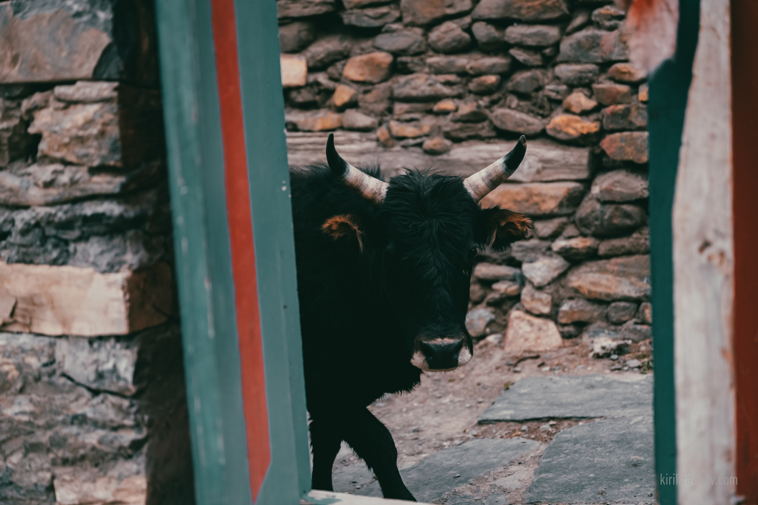Жизнь. Профессиональный фотограф Кирилл Зайцев