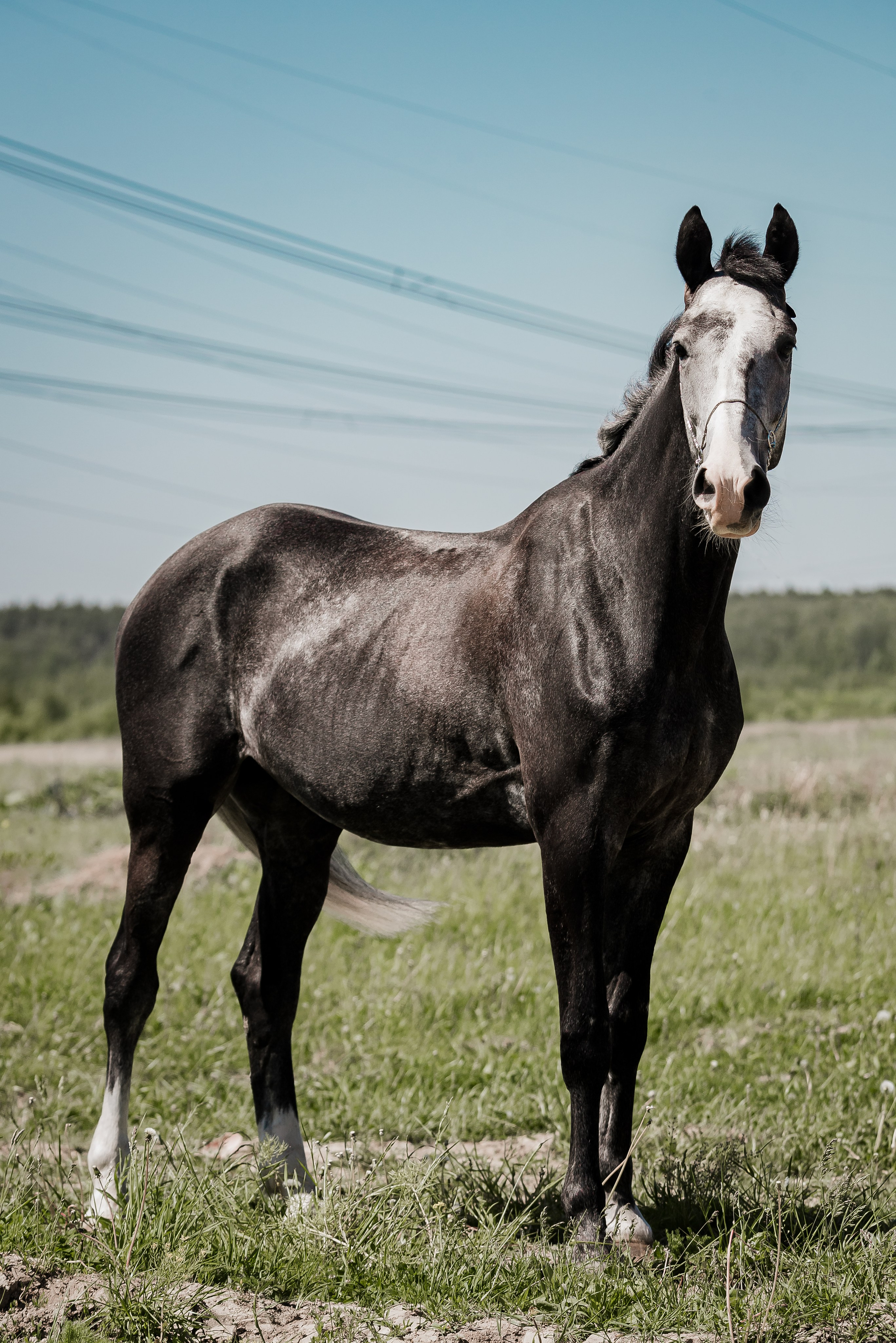 Волхов. Куракина Дарья • Конный фотограф