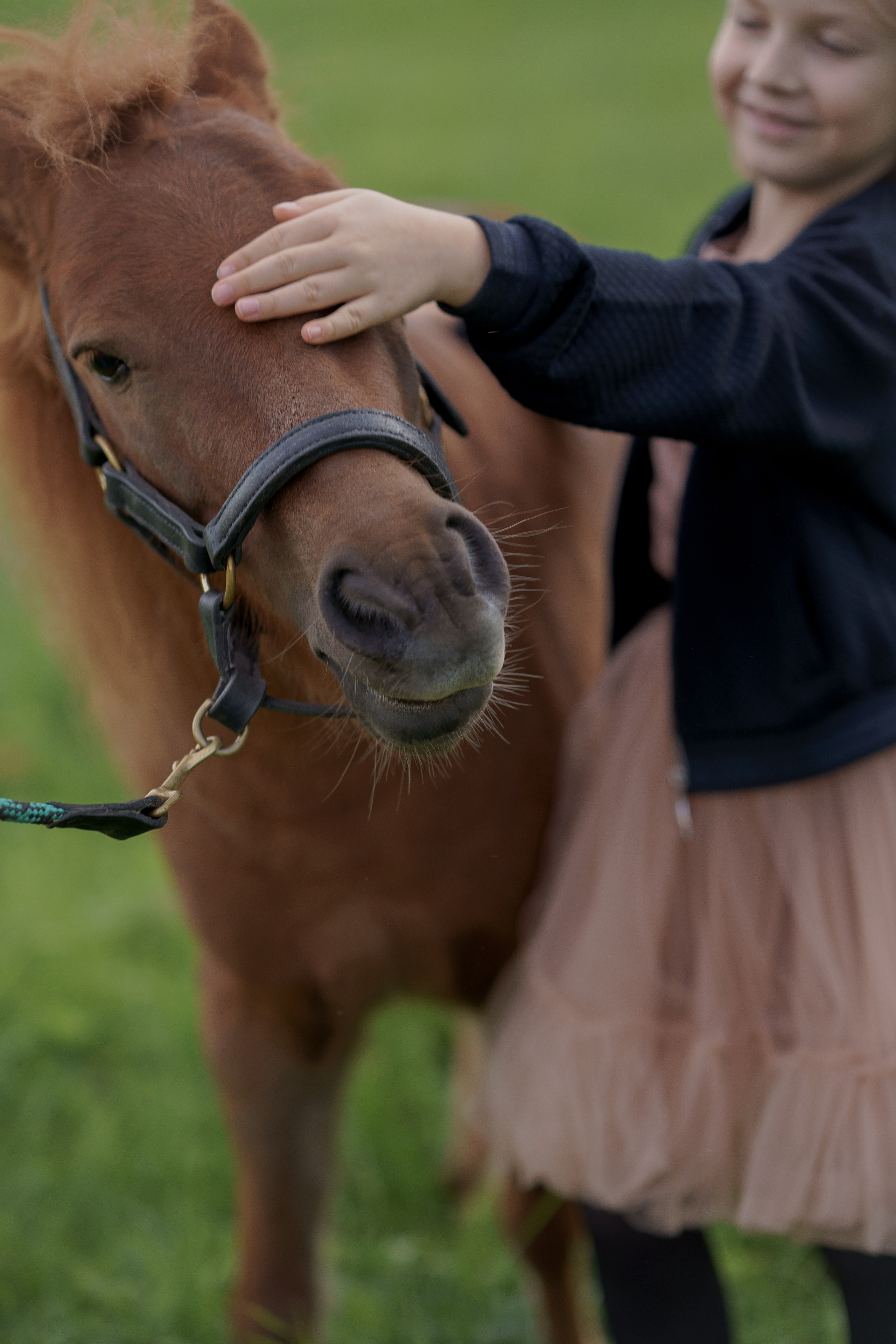 Фотосессия с американской миниатюрной лошадкой. Абрамцево. Семейный и детский фотограф в Сергиев Посаде, Хотьково Якимчук Любовь