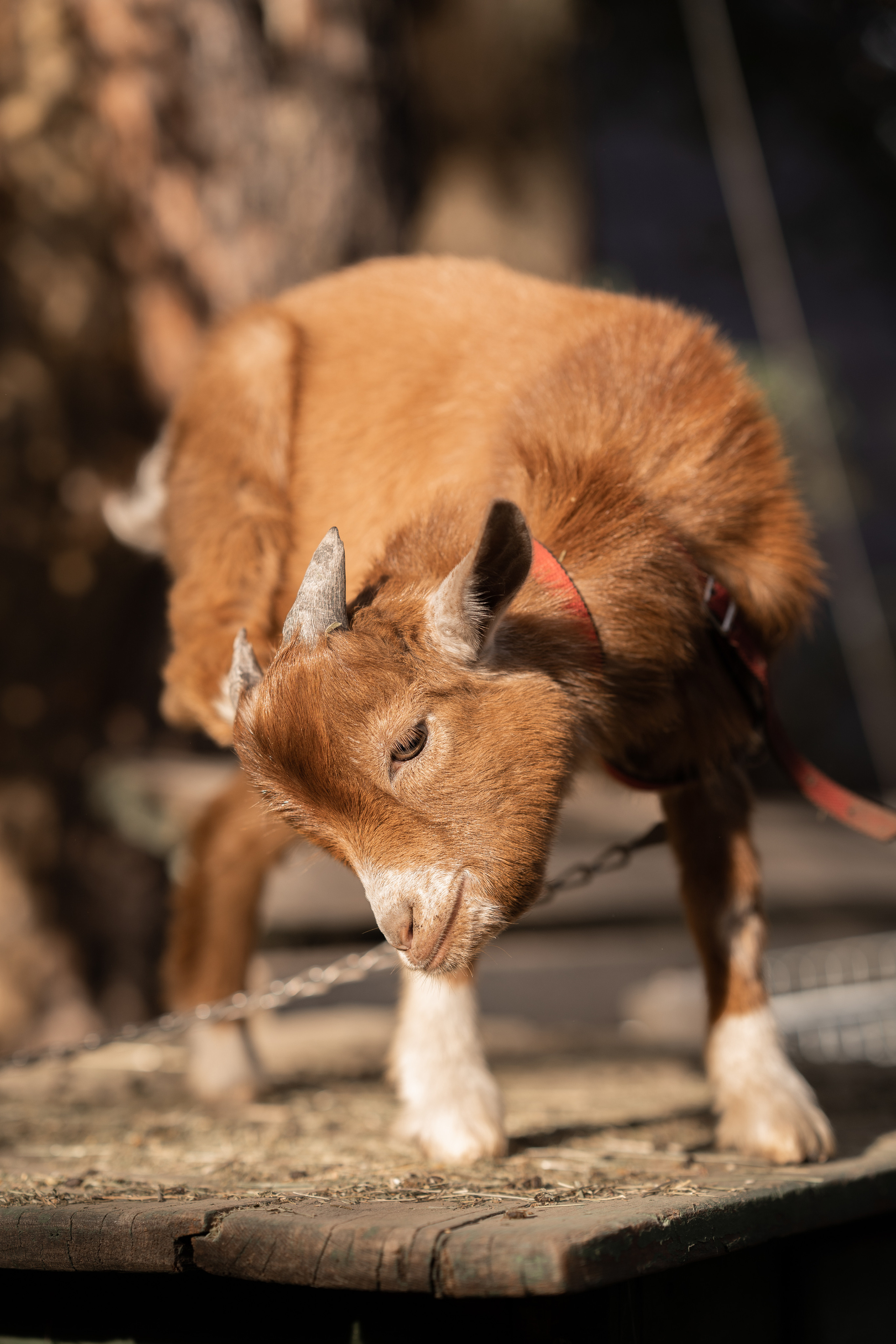 Соня с мамой. Семейная фотосессия. Семейный и детский фотограф в Сергиев Посаде, Хотьково Якимчук Любовь