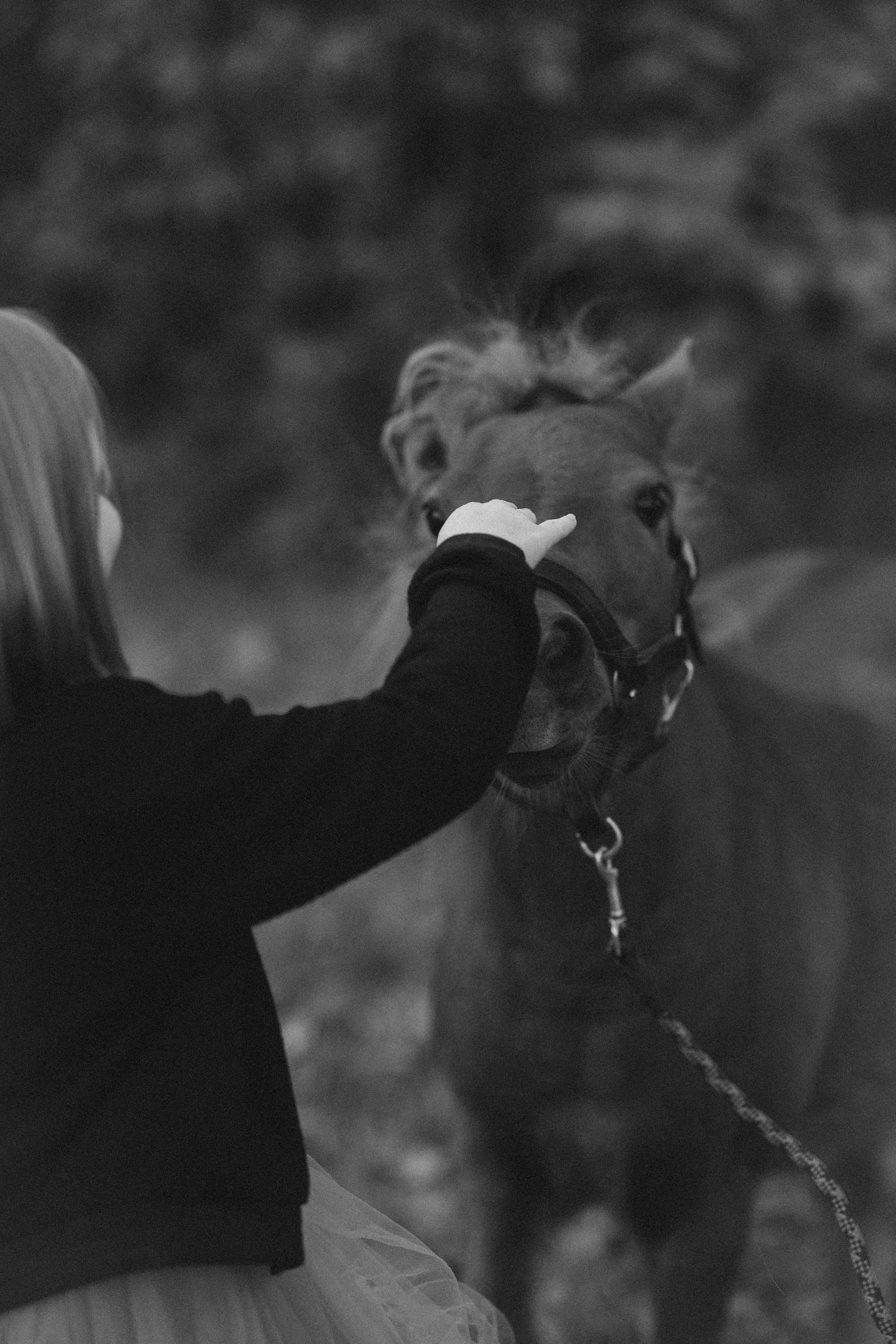 Фотосессия с американской миниатюрной лошадкой. Абрамцево. Семейный и детский фотограф в Сергиев Посаде, Хотьково Якимчук Любовь