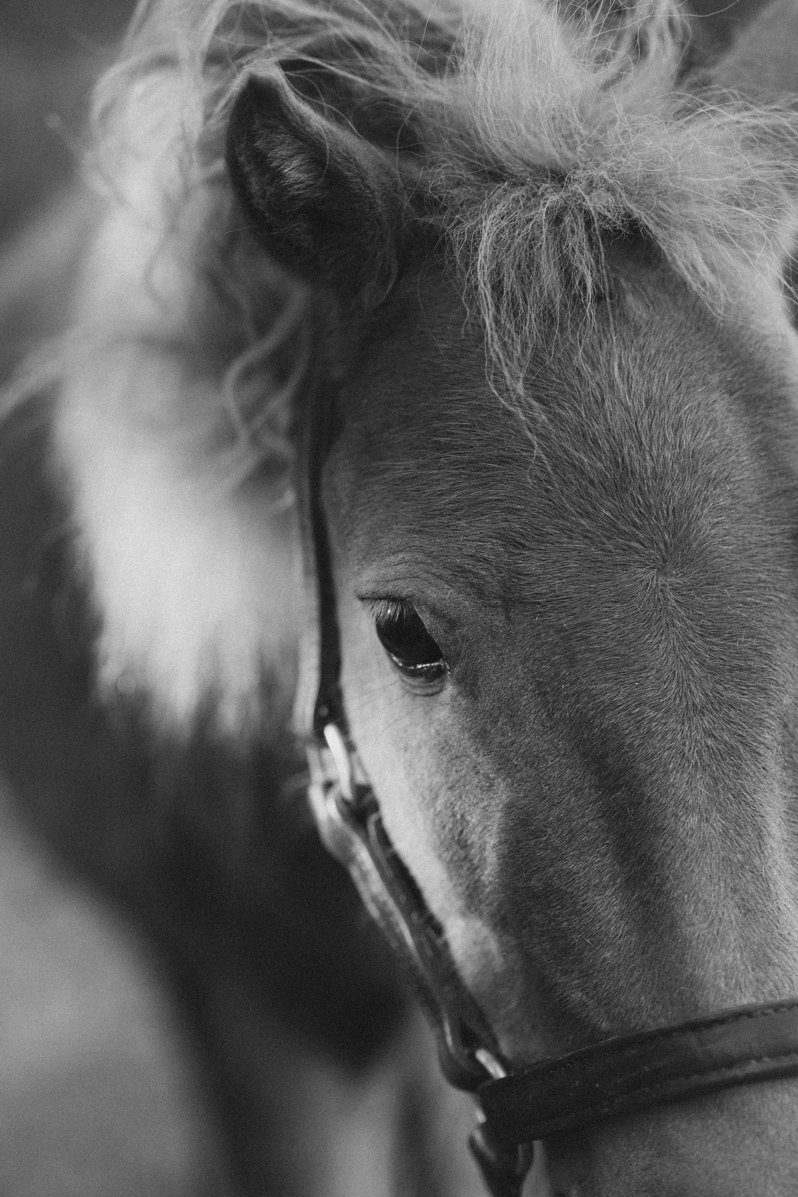 Фотосессия с американской миниатюрной лошадкой. Абрамцево. Семейный и детский фотограф в Сергиев Посаде, Хотьково Якимчук Любовь