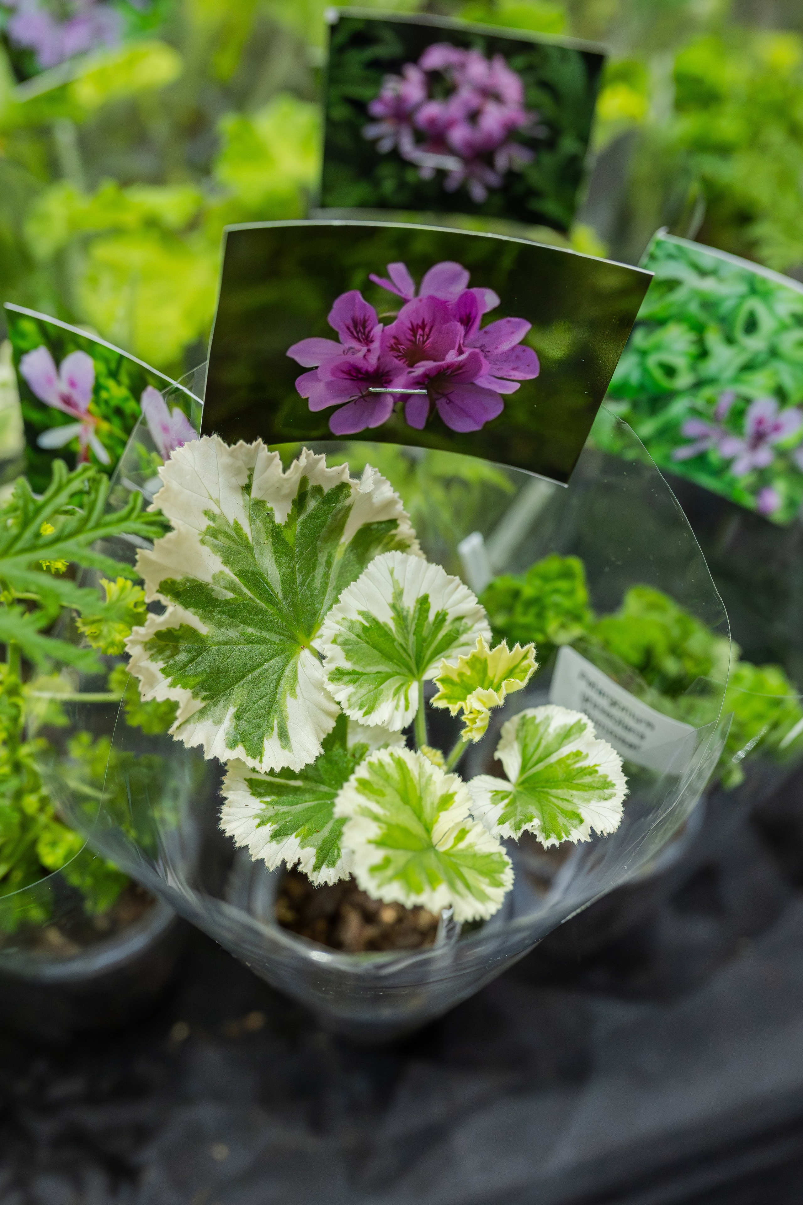 Монстериум апрель 2026. Александра Куликова фотограф, Москва