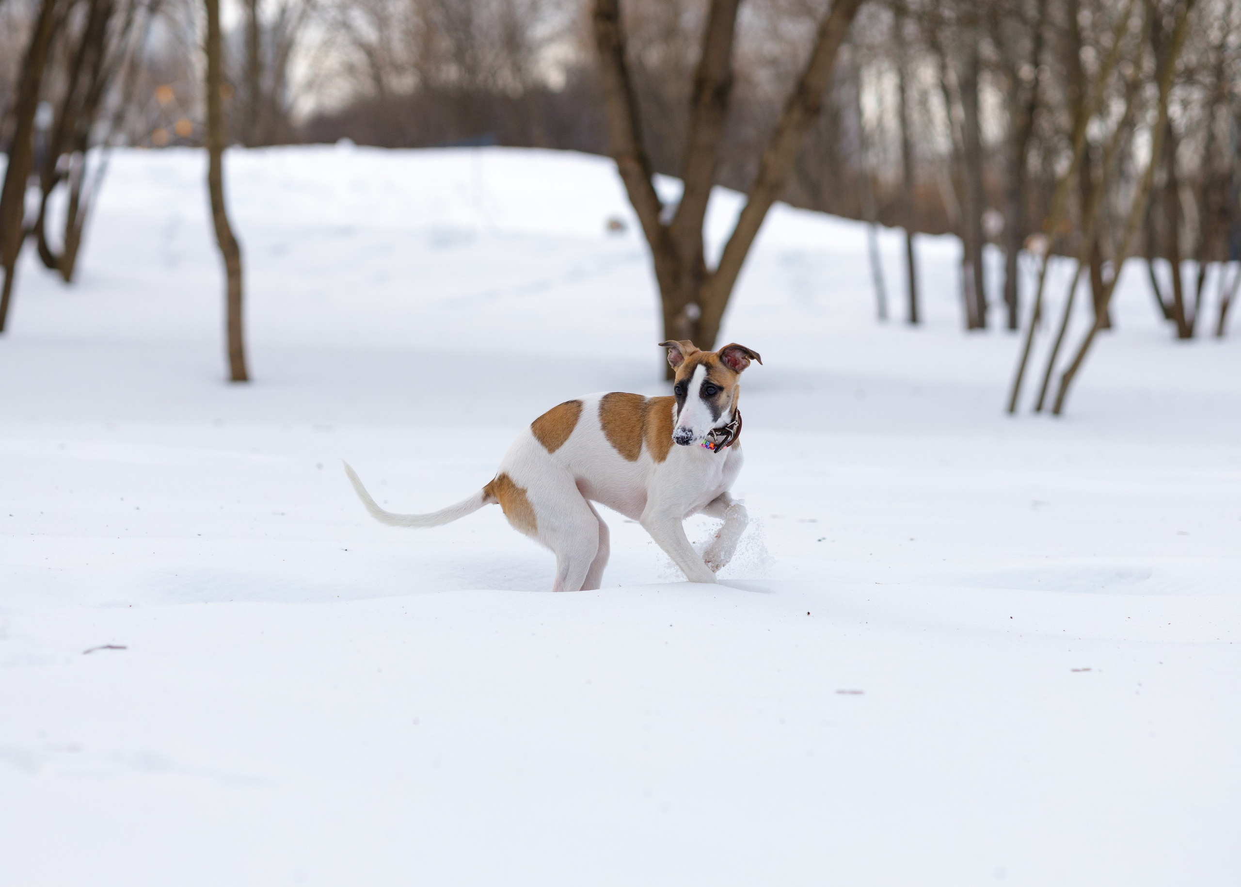 Ланди. Анна Самохина. Фотограф. Москва
