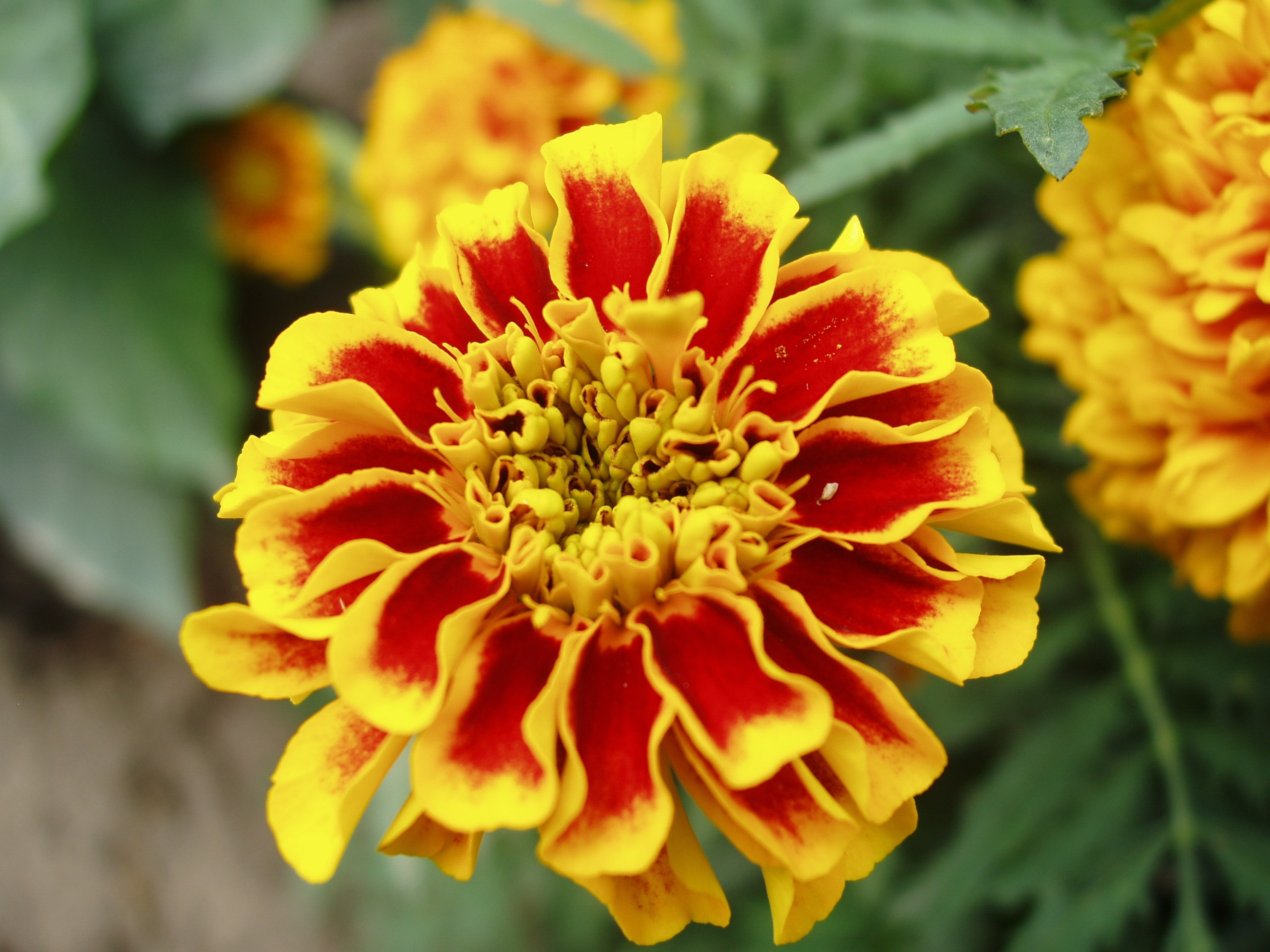 Отпуск 20.07-17.08. Семейный, Свадебный фотограф СПБ Питер— Романова Екатерина