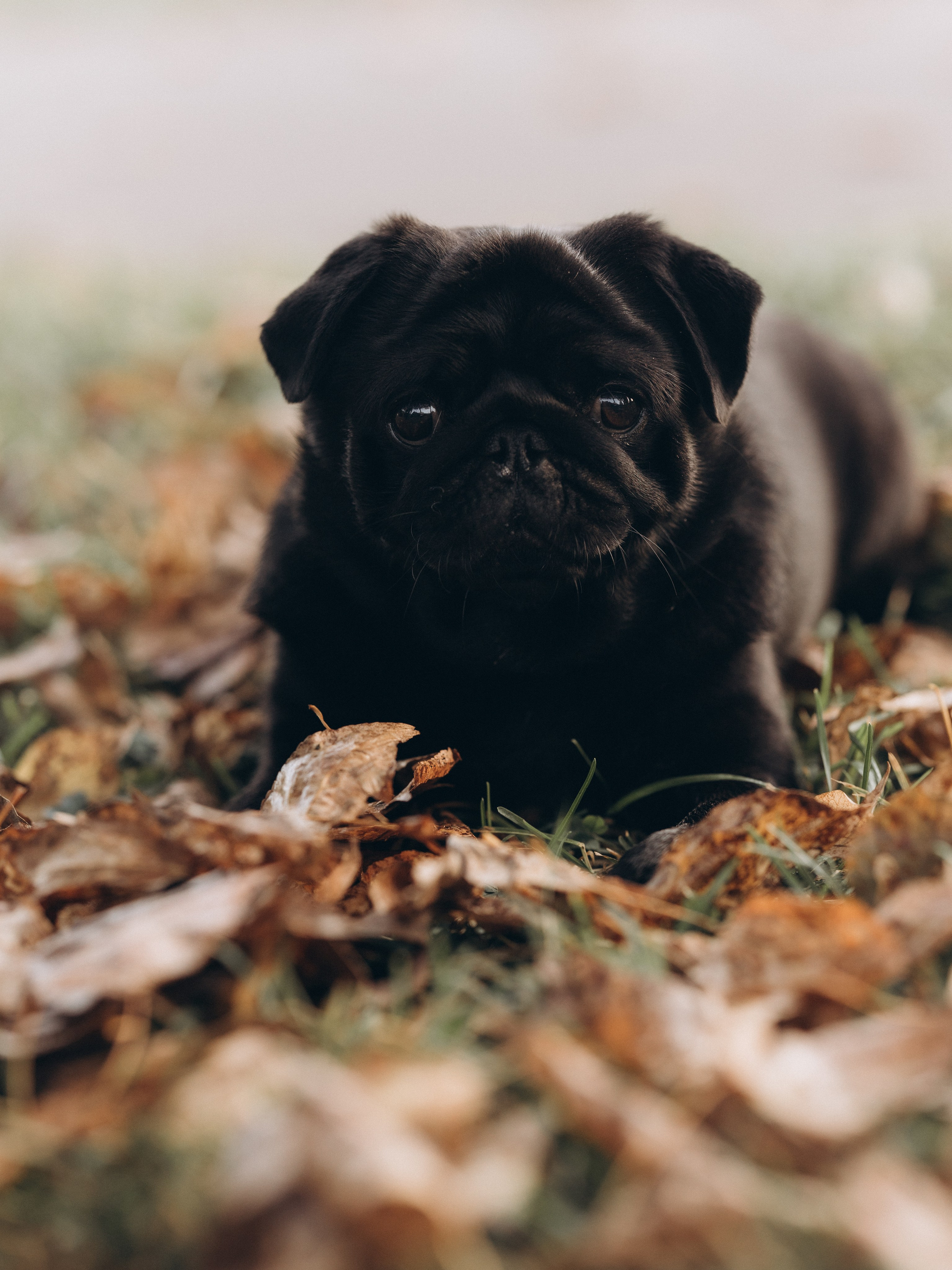 Варя, Ваня и Чарли. Татьяна Афонина | Фотограф