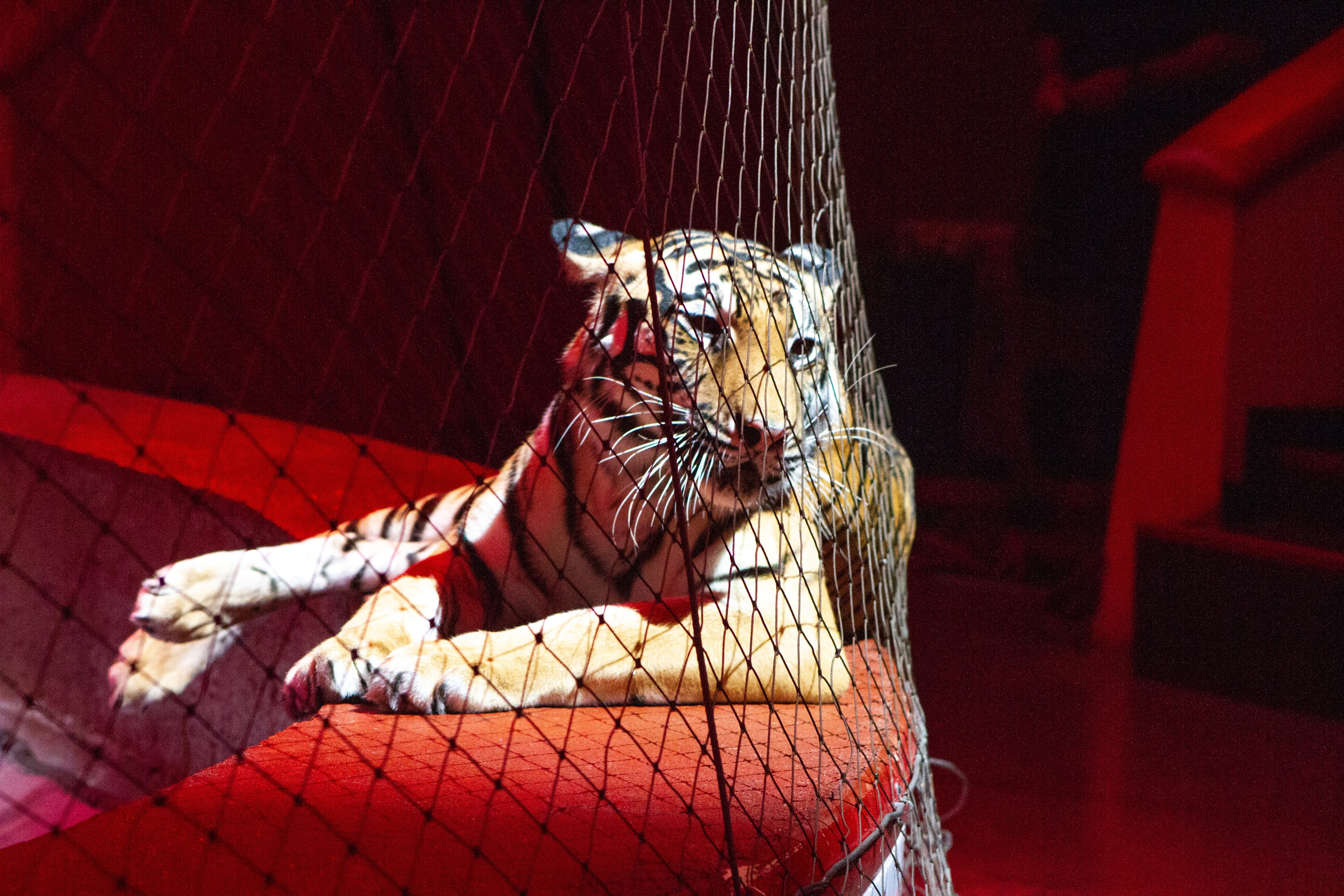 Репортажный фотограф Казань